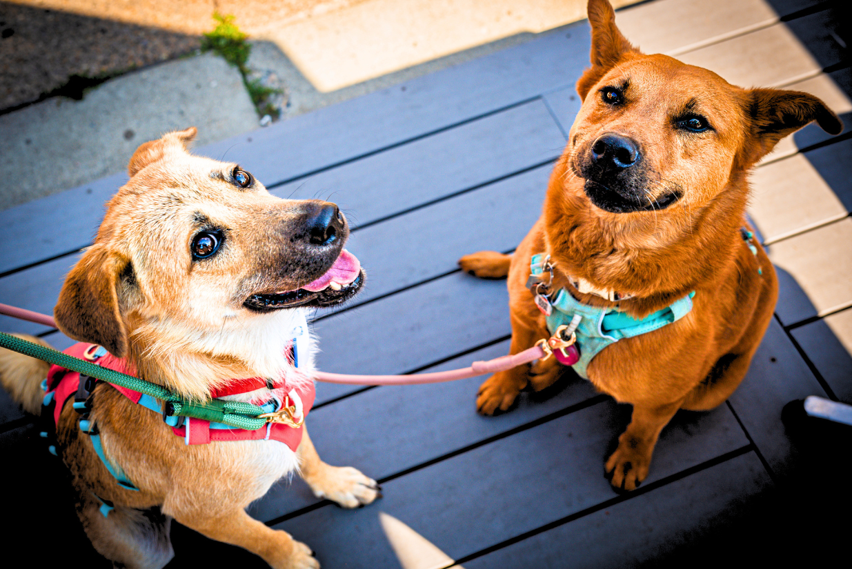 Find It On Fourth: Who Let the Dogs Out?