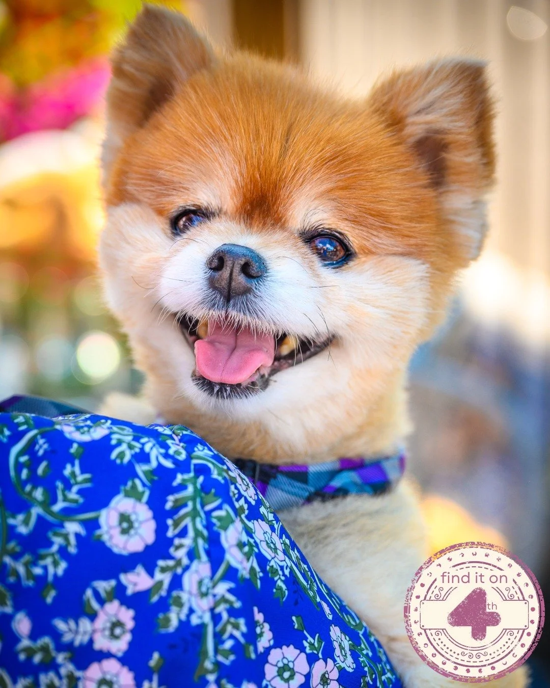 A day on Fourth Street is always fun with man&rsquo;s best friend 😍🐶
@vinroomyyc, (which is hosting its Pooches Patio Paw'ty at Vin Room West later this month), @seednsaltcanada, @shokuninyyc and @hanasushiyyc are all dog friendly businesses more t