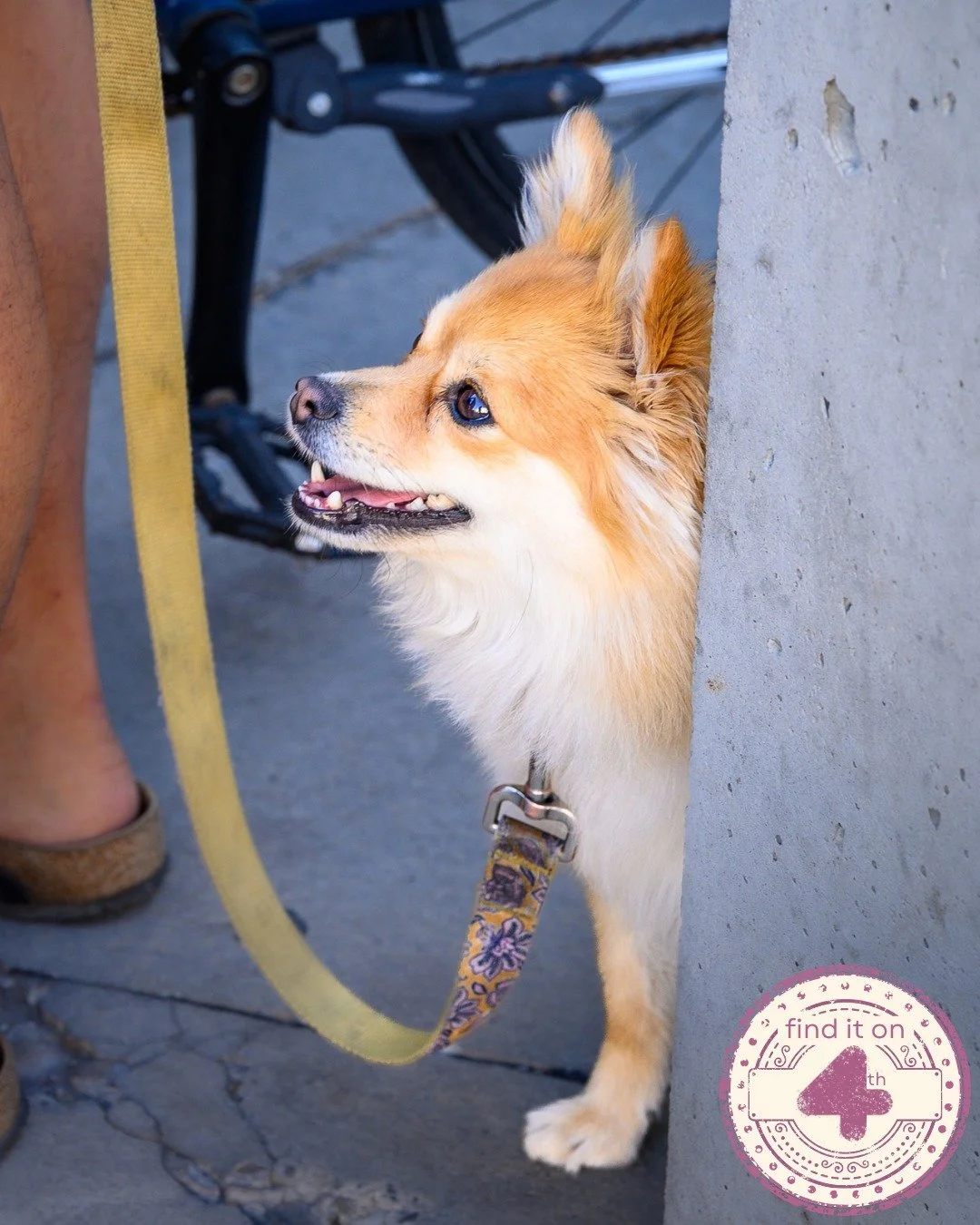 No matter the weather, we&rsquo;ve got a host of dog-friendly business who'll welcome your four-legged friend with a smile, some water... and maybe even a treat if they&rsquo;re lucky 🐶🤞
In need of a caffeine kick? 😴 @iloveyoucoffeeshop and @jarac