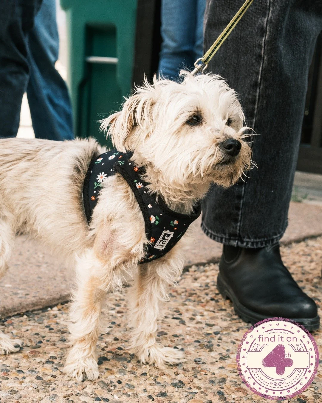 Go explore, even if its raining cats and dogs 🐶
@laboulangerieyyc is a beautiful spots to unwind with your four-legged friend, while closeby, @joyceon4th_yyc  and @theunicornon4  are great places to unwind if you&rsquo;re looking for something a lit