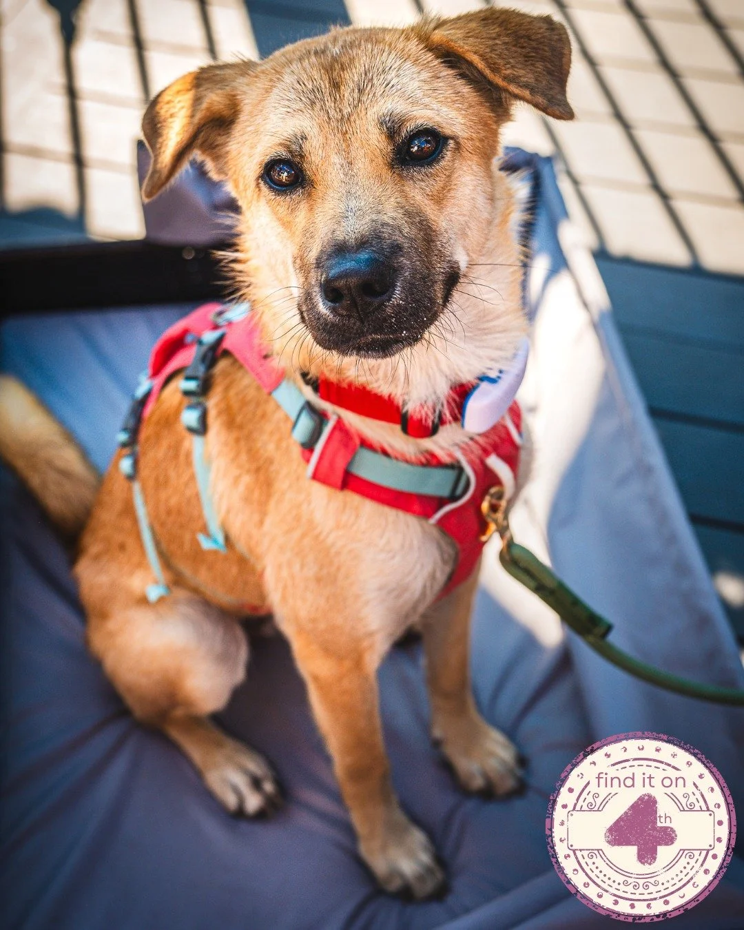 Treat yourself and your four-legged friend 🐶
@withoutcoyyc has everything from wool balls for dogs, to treats which can keep their tails wagging as you adventure down Fourth Street 🥳 They even sell  a 1000-piece puzzle featuring 45 rescue dogs as a