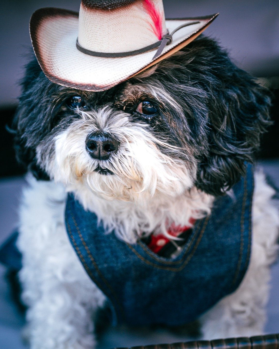 Can I pet that dog? 🐶😍
Join our Fourth Street Pup Club (link in stories) for details on all the cutest canines in the area, exclusive discounts and deals 👋