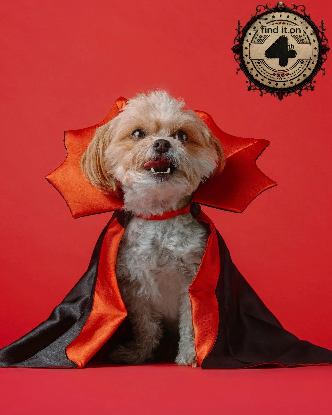 FREE HALLOWEEN PET PHOTOS 🎃📸
Stop by the corner of 4th Street and 21st Avenue (by @seoulfriedchicken, @urbanbutcheryyc &amp; @duckyspubkaraoke) on Saturday October 31st 1pm-4pm for a ✨FREE PHOTO✨ of your pet in their spooky, strange or downright si