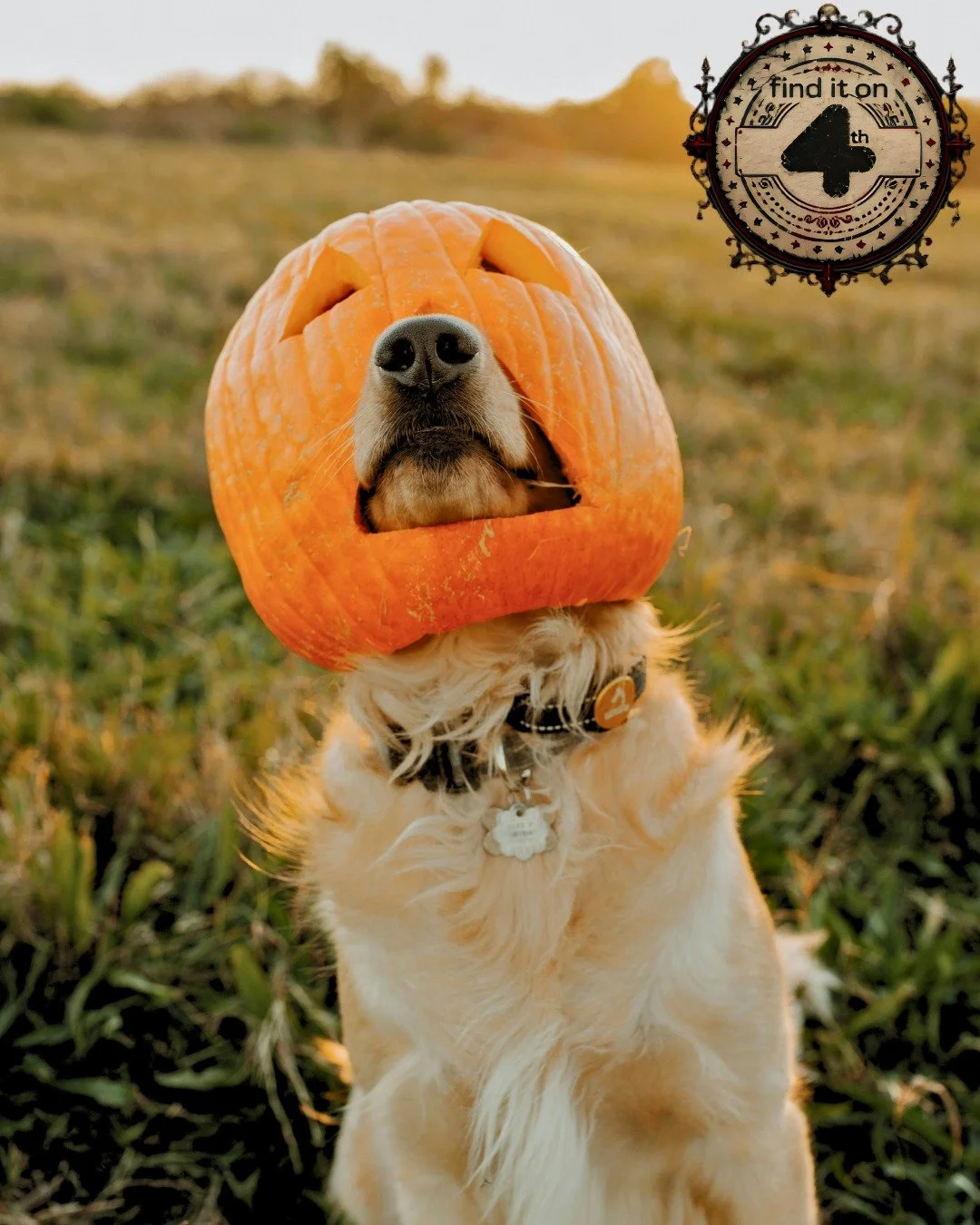 🎃COMPETITION TIME🎃
The countdown to Halloween is on, and we've got a spooktacular competition where you can win a massive ✨$240✨ for a participating Fourth Street business of your choice, including @auraspacalgary, @articleapparels, @vinroomyyc , @