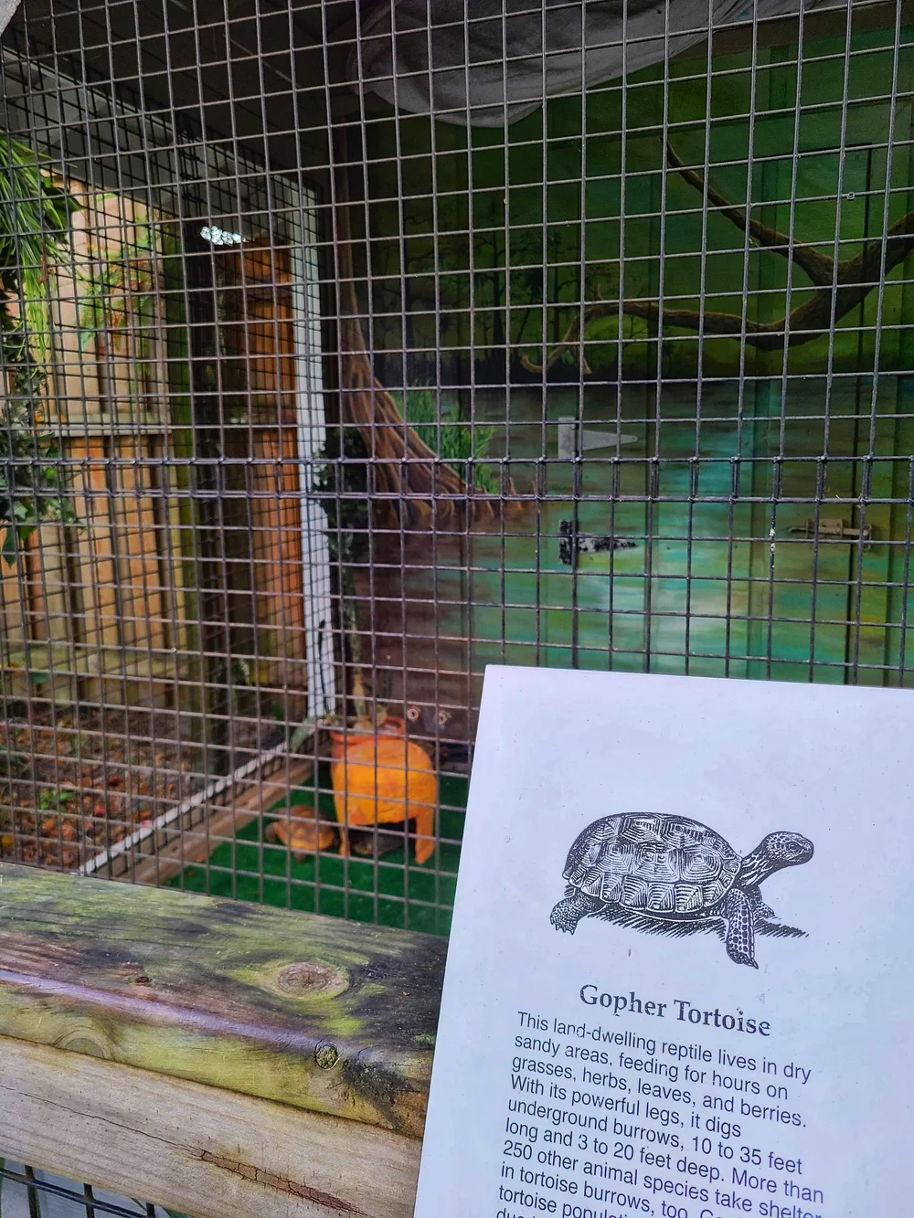 weekiwachee2022-11-08 at 4.21.40 PM.jpeg