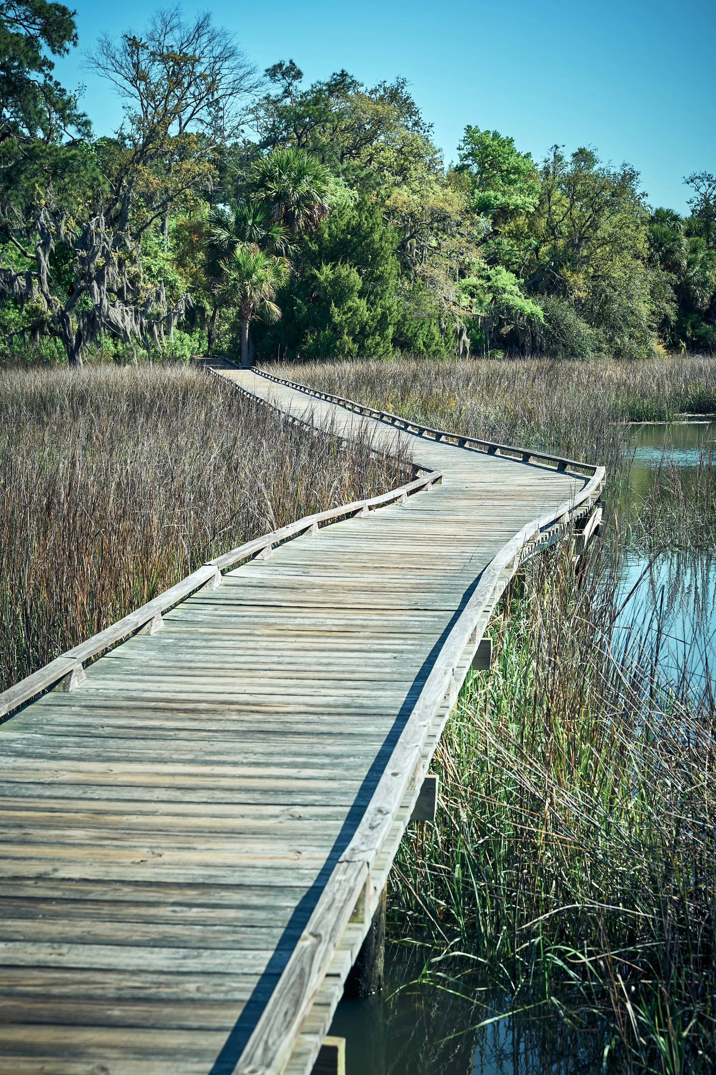 skidaway island Oatland _JSC6044.jpg
