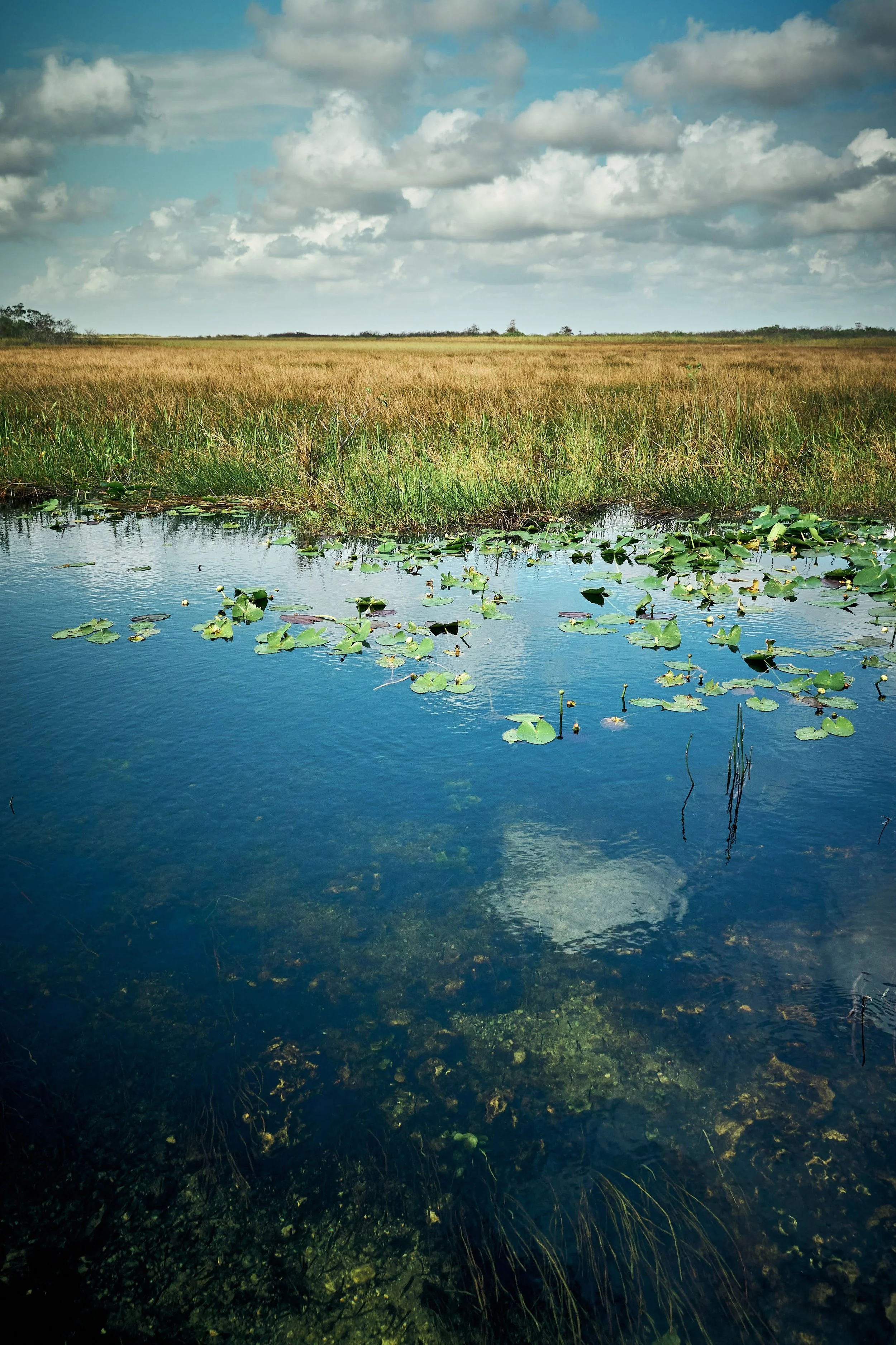 Everglades_JSC4878.jpg