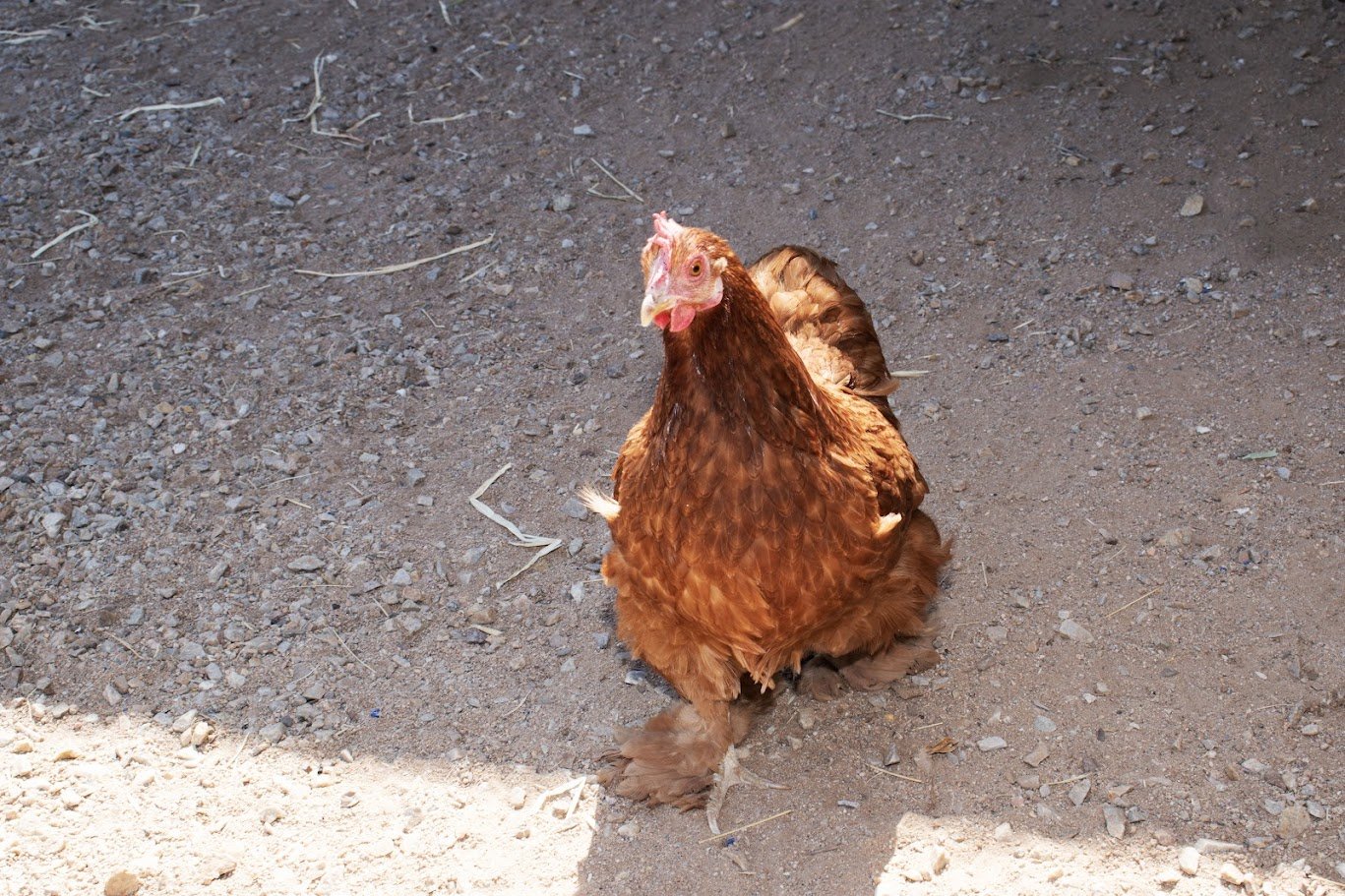 hen.jpg