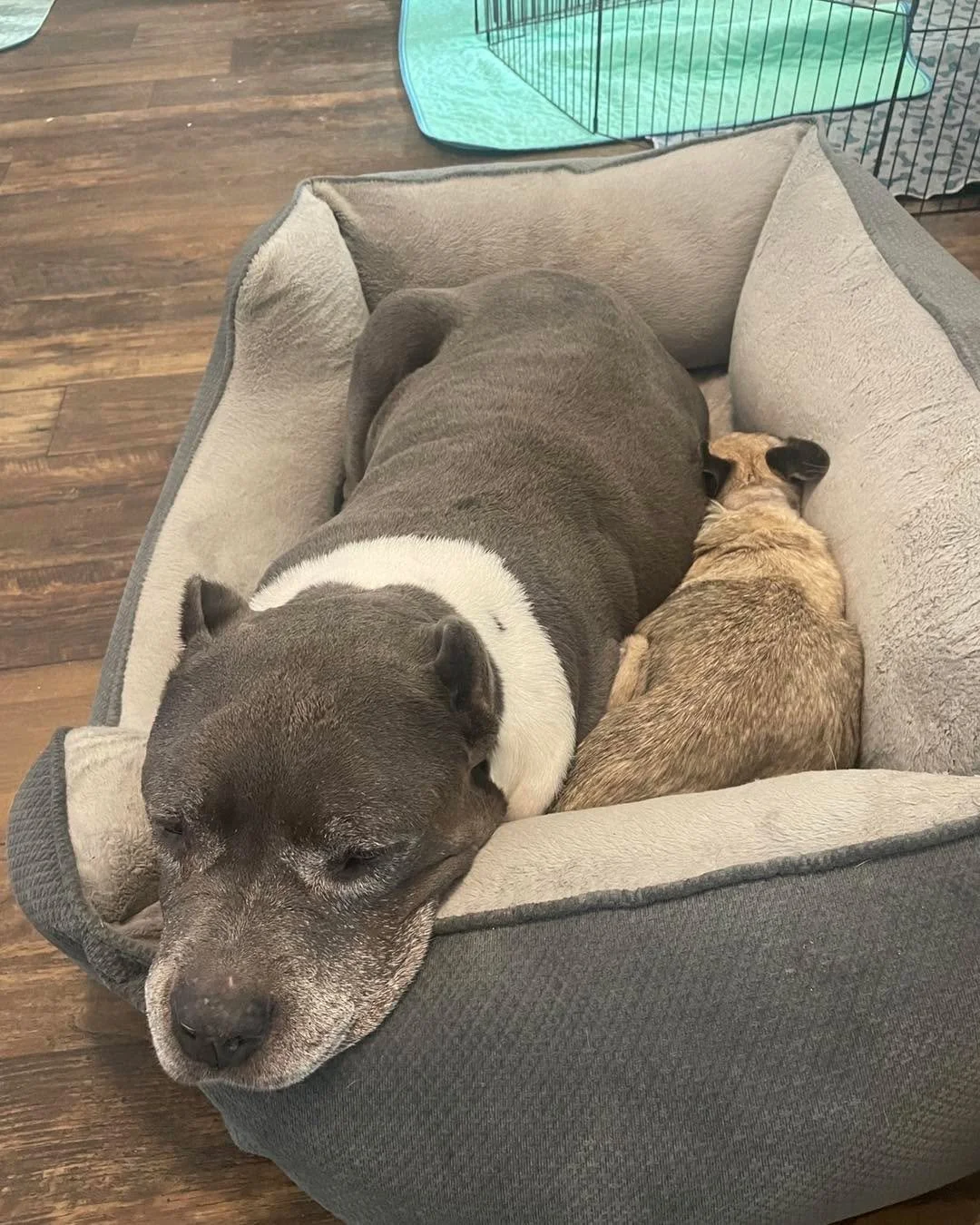 It&rsquo;s a good day to stay home and cuddle. I love when our hospice girls are cuddly. If you would like to contribute to their care, you can donate at www.givebutter.com/oldsoulsfeelgoodfund and check the box In Honor Of. Then you can put the name
