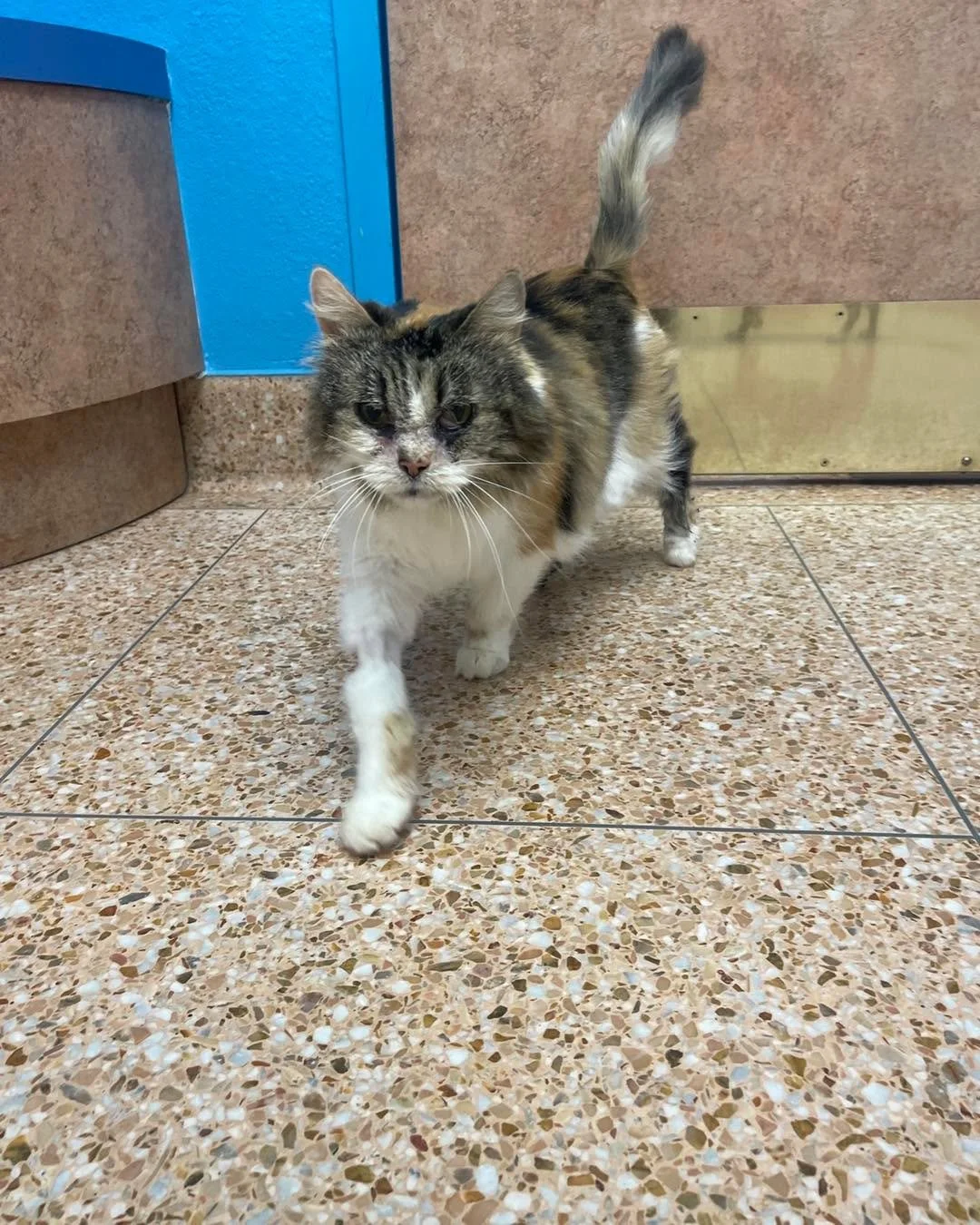 RuthE is feeling really confident before surgery today! She is getting a dental and a mass removal from inside her mouth. Hopefully she will feel like a new cat by tomorrow morning!