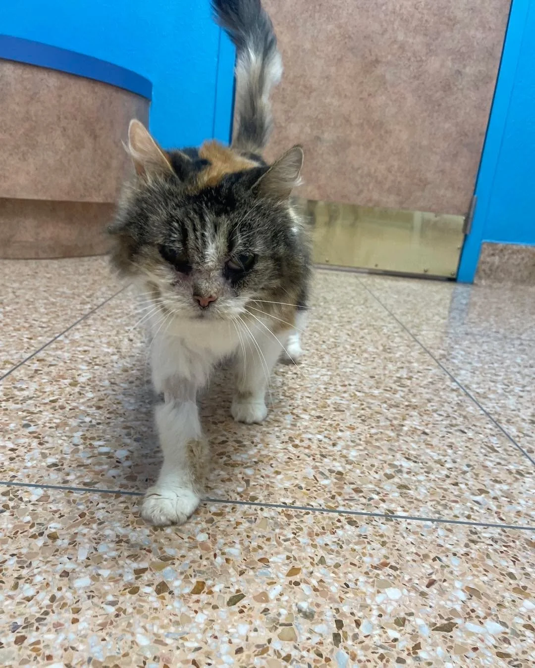 RuthE update!!!

RuthE is being really sweet in her attempt to get into heaven. She was recently diagnosed with cystitis on her bladder. She&rsquo;s still peeing wherever she wants, which does not include a litter box. She went in for her dental and 