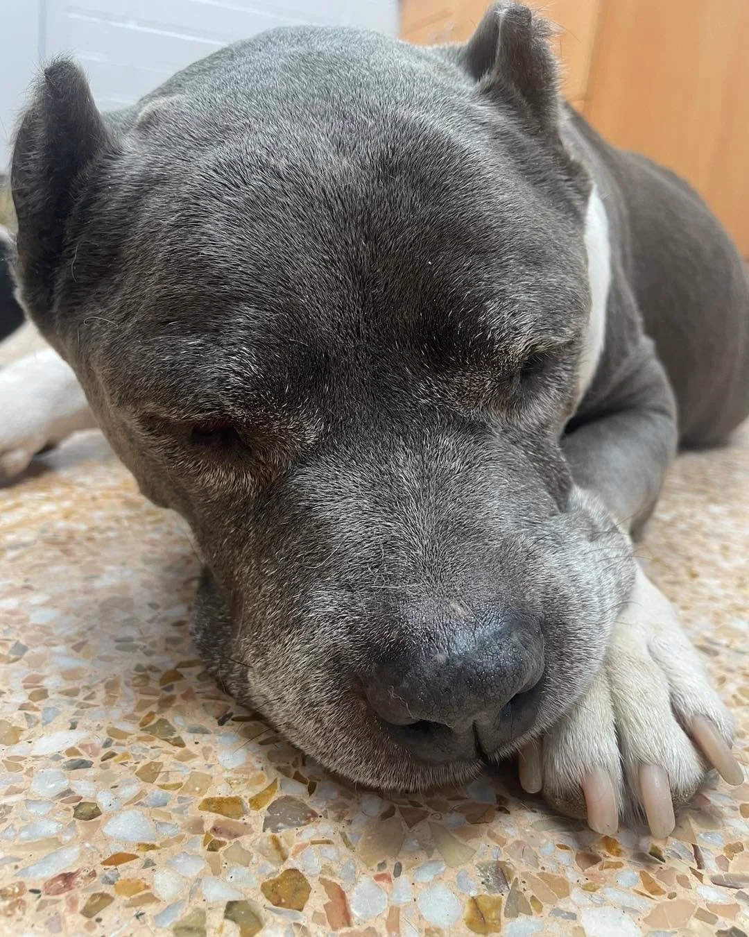 Mimi update!

Mimi is not doing well. She has severe arthritis, as bad as it gets. We are using a harness to help her walk. She started Adequan shots 3 weeks ago but we have not seen any improvement so we are moving on to Librela shots. This is a ver