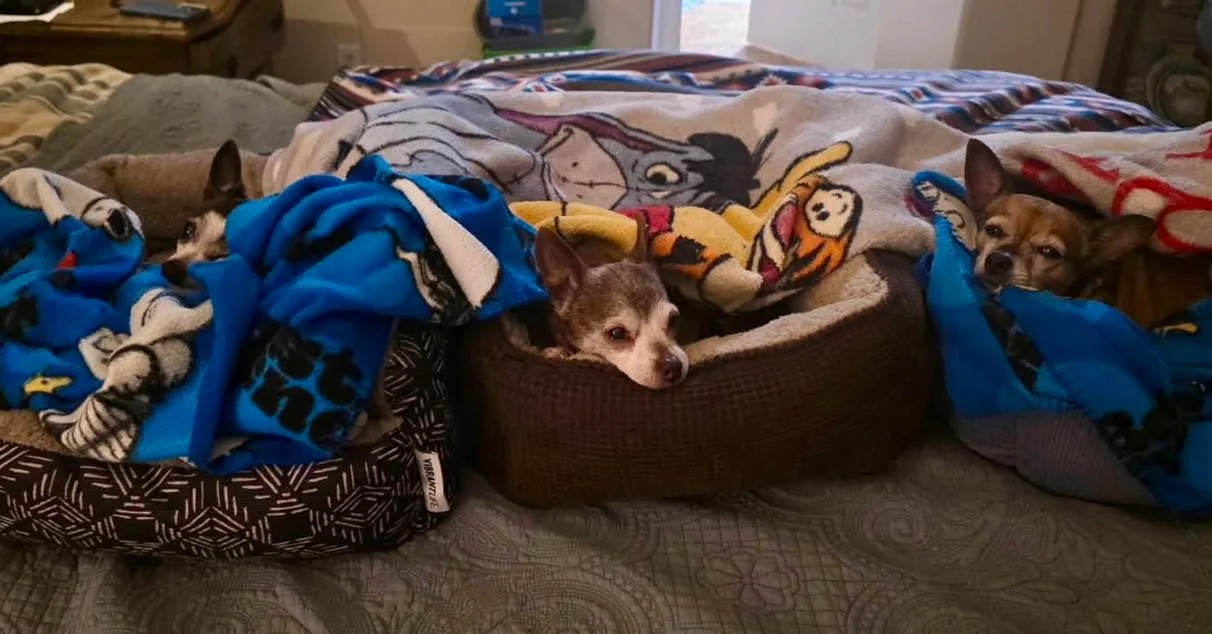 Teddy Swims went back to his foster family after spending the summer here at Old Souls. He got tucked in at bedtime last night right between his foster sister Lili and foster brother Opie, both of whom are Camp Old Souls regulars. We will miss him so