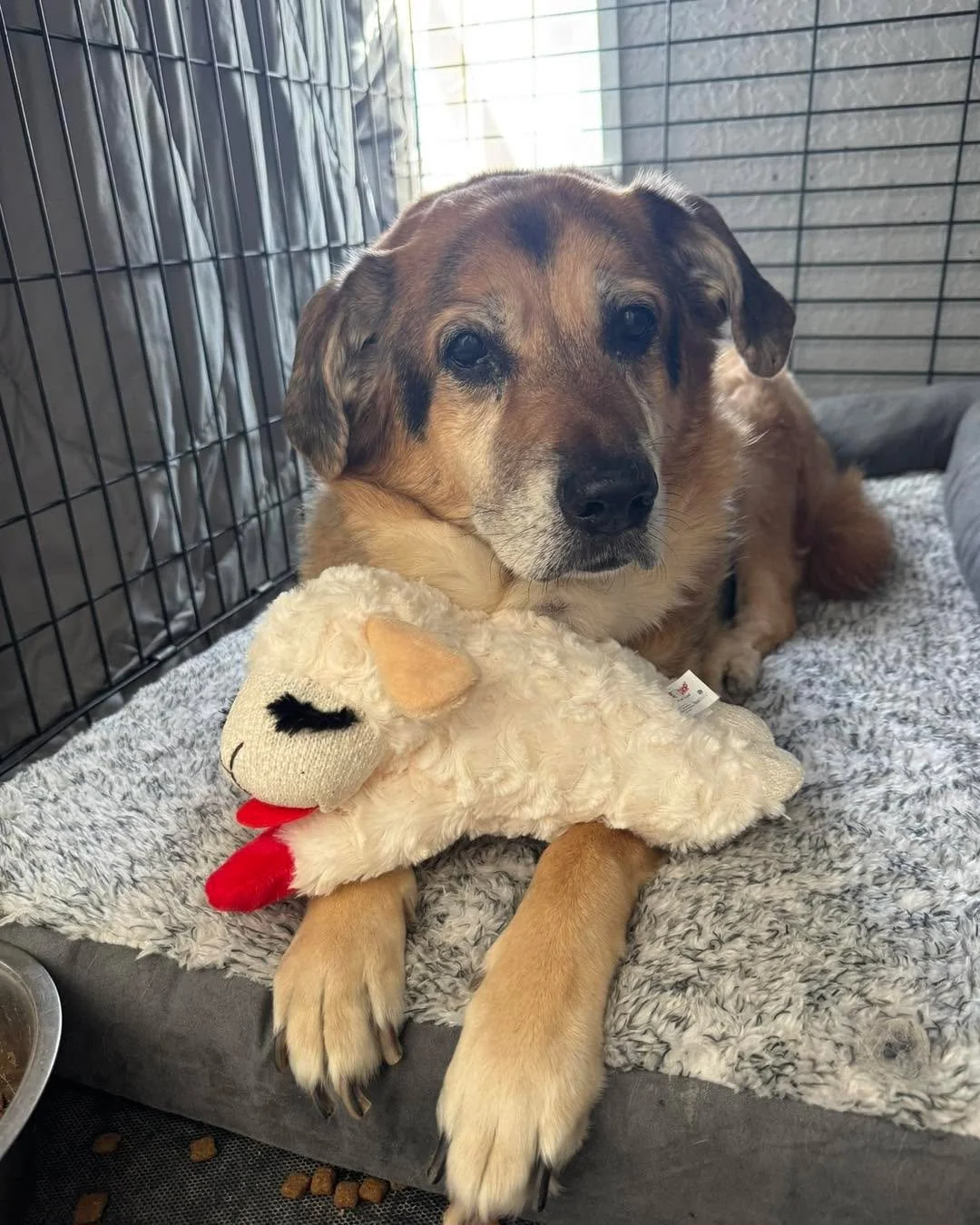 This week we welcomed Siva to the Old Souls pack! We know very little about her except that she came from a really difficult situation. Her last owner is in hospice so this was an urgent case for us. Luckily Manny and Bailey stepped up to help us as 