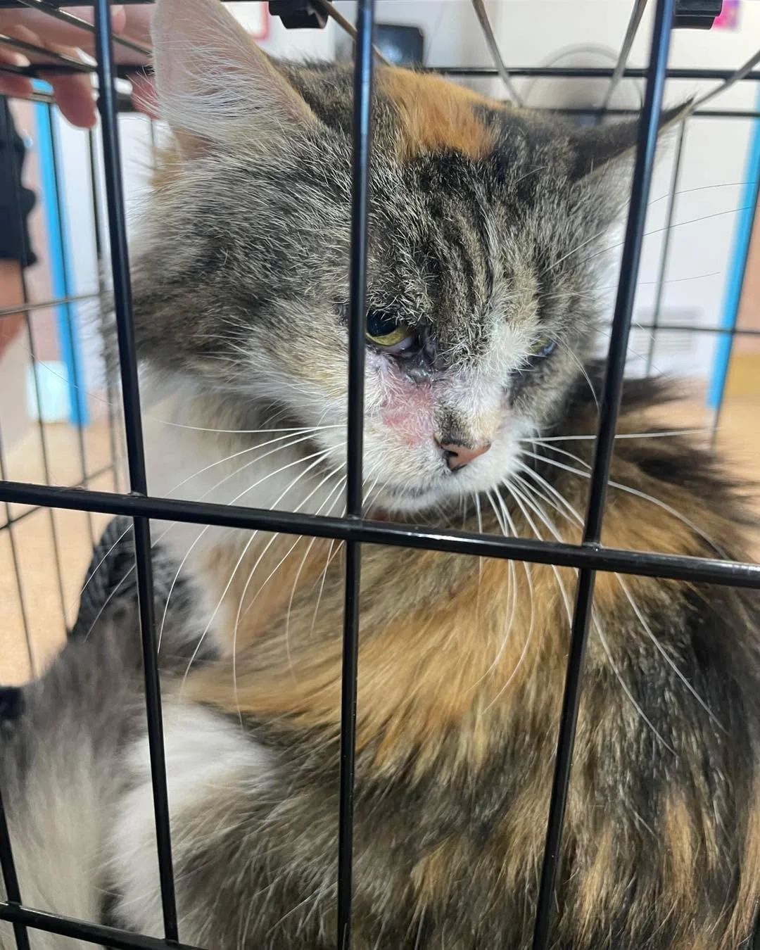 Take 2! I just dropped off RuthE with the Friends of PACC Community Clinic team for her dental! Hoping they will be able to do it today and we can finally find out what’s going on in her mouth besides her yucky teeth. She has an oral mass and w