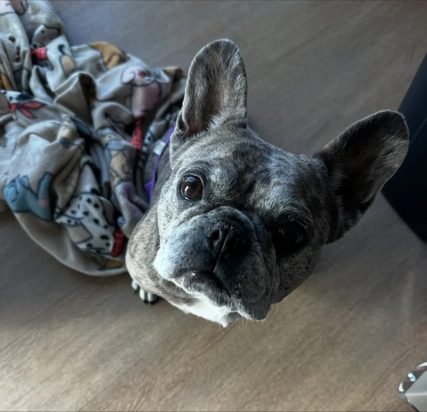 On Sunday, we made the trip to Alamogordo, NM on a very special mission: 

Bringing our frenchie on wheels, Cairo, to his forever home! 🥳

SWIPE to see him with his new brother, Ozzy! 

Ozzy was once in a wheelchair too, but with acupuncture and wat