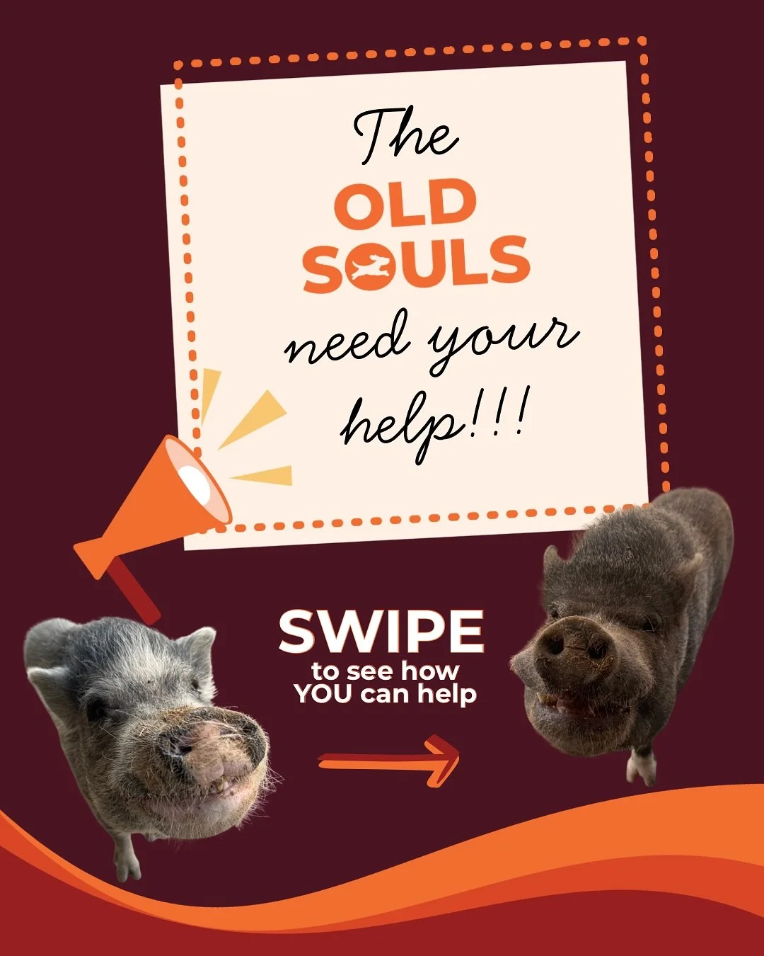 The Old Souls need YOUR help! 

We even got Santo &amp; Cosimo to smile for this post - how can anyone say NO to those faces? 🥺🐷

Here&rsquo;s what we&rsquo;re looking for help with:

- A forklift, tractor with long forks, flatbed, tow truck with a