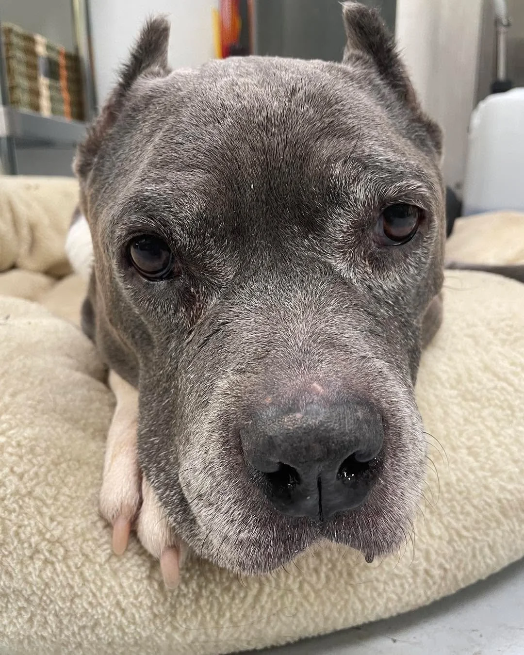 Our sweet beautiful perfect pitapotamus Mimi left us for the Bridge last night, just eight short months after coming to Old Souls. Mimi loved everyone &hellip; dogs, cats, pigs, people, and even chickens. No one could resist her either, even people w
