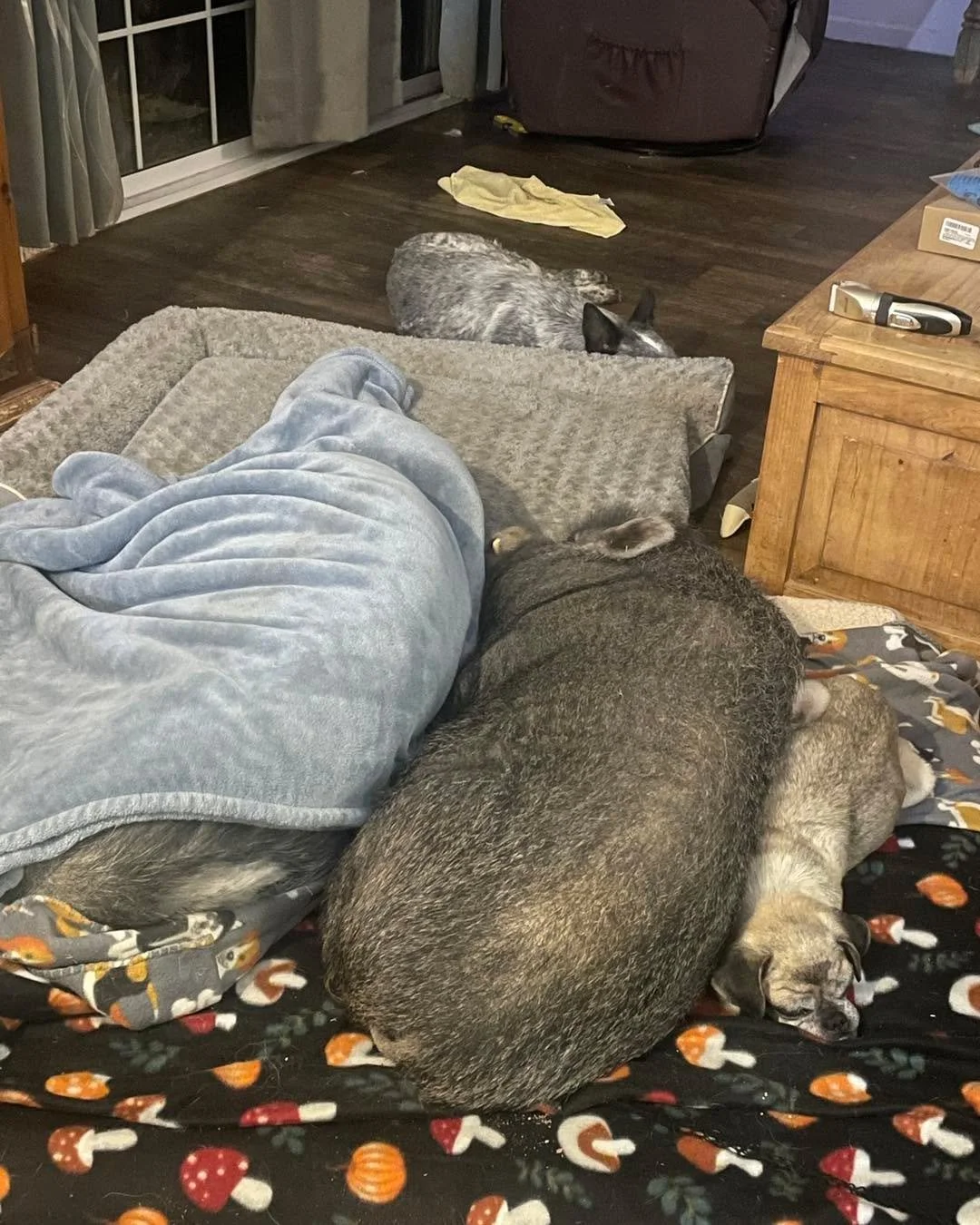 Two pigs in a blanket snuggling a pug. For the record, Gracie was there first.