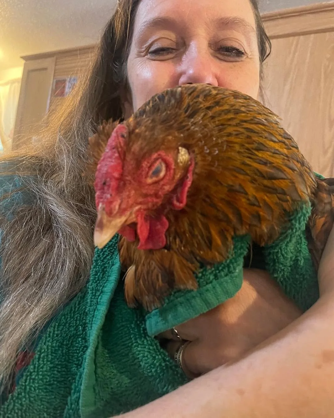 We had a bit of a chicken situation yesterday but luckily volunteers Linda, Betty, and Vega were here to help. Chicken Delores got caught on the fence by her leg band. In over 10 years of having chickens this has never happened to us. After soaking h