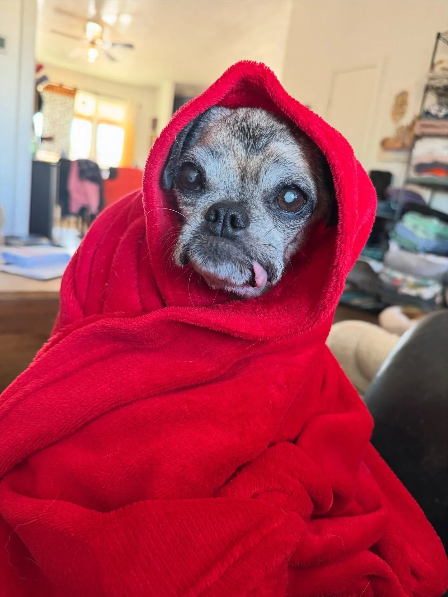 GRACING you with this beautiful face on a Saturday morning! 

Help us settle a debate - does post-bath Gracie look more like Little Red Riding Hood or E.T.? 😂

#rescuedog #seniordog #funnydog #seniorrescuedog