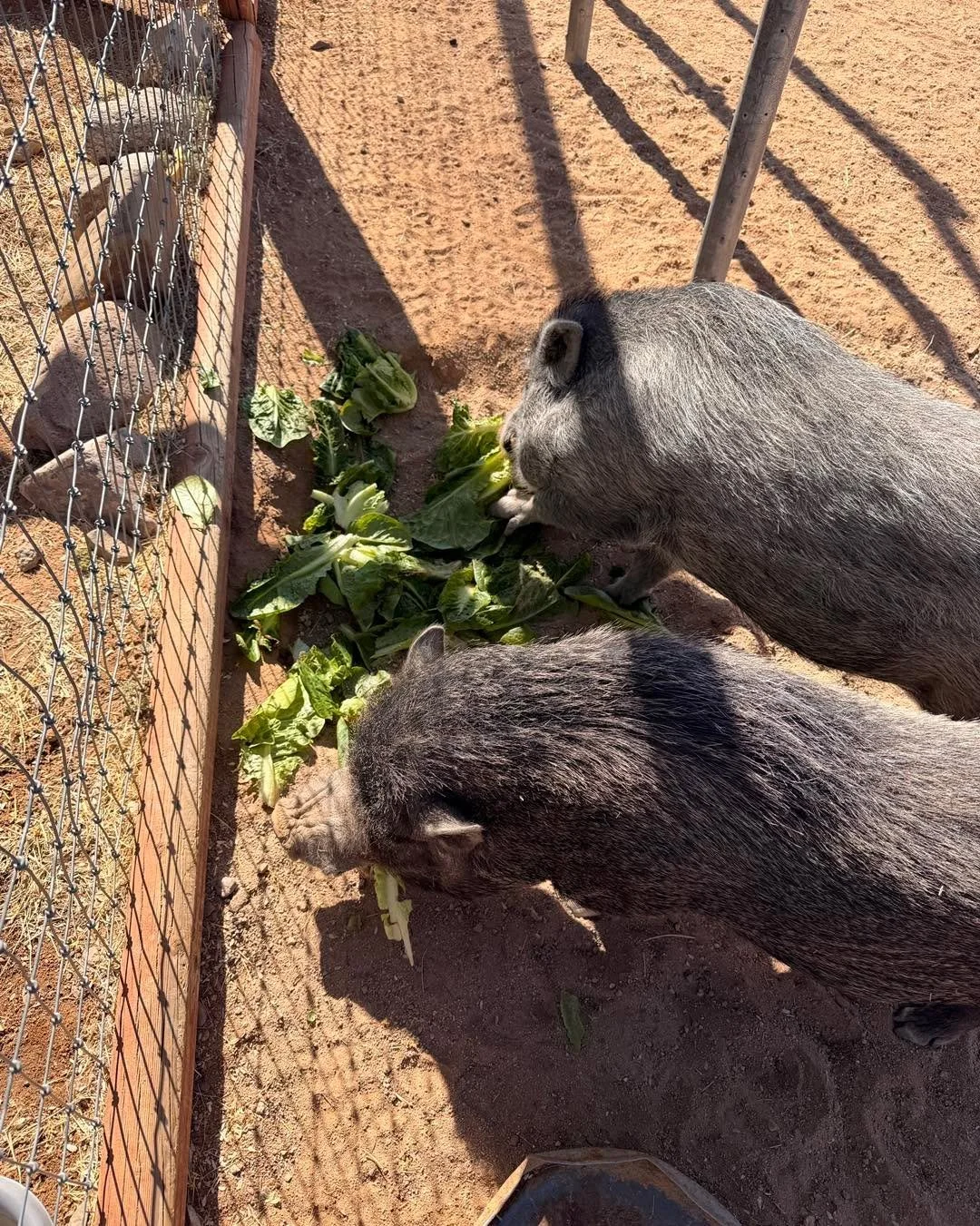 It is a Lettuce Chow Fest at Old Souls today thanks to newly married volunteers Christina and Professor Neil! Congratulations you two. Although we can&rsquo;t take the credit for introducing them, we are happy to have them both volunteering. If you w