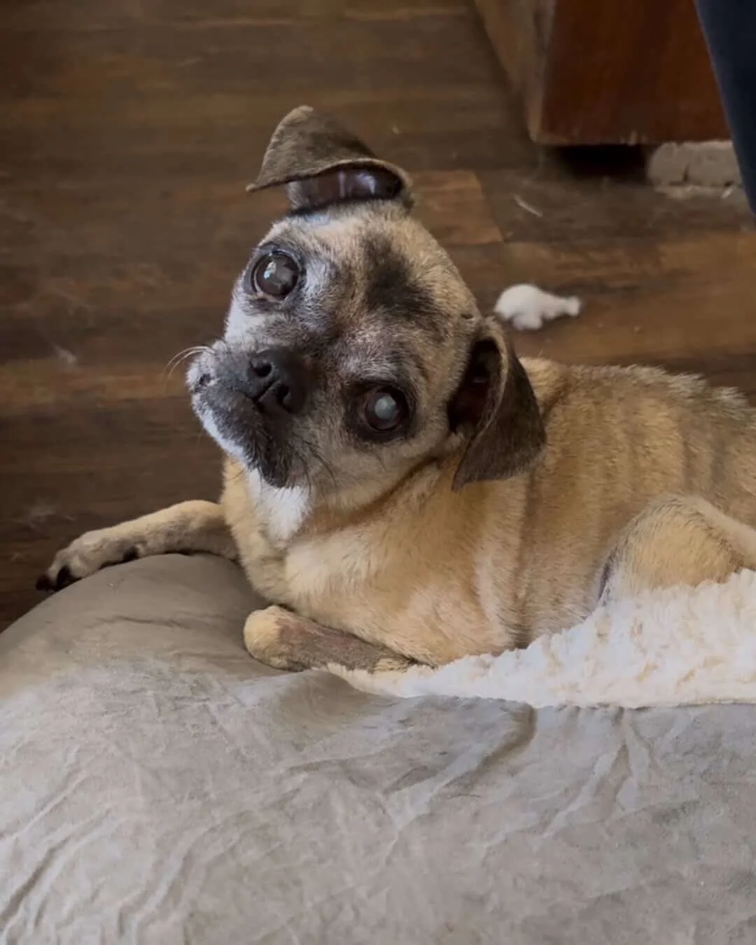 Check out these adorable portraits of Gracie, Tina, and Cocomia painted by @kat.swan.art!

Kat Swan creates portraits of shelter and rescue dogs to help them get adopted. These beautiful pieces of our divas were featured at her art show during the Ca