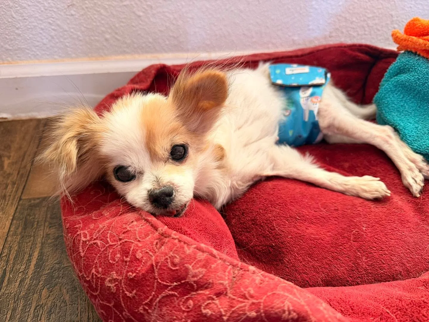 Little Lali had a seizure this morning and now her back legs are not working. She also hasn&rsquo;t wanted to eat her last couple of meals which is not normal for her. We know Death is lingering around Old Souls bc he&rsquo;s also got his eye on Beat