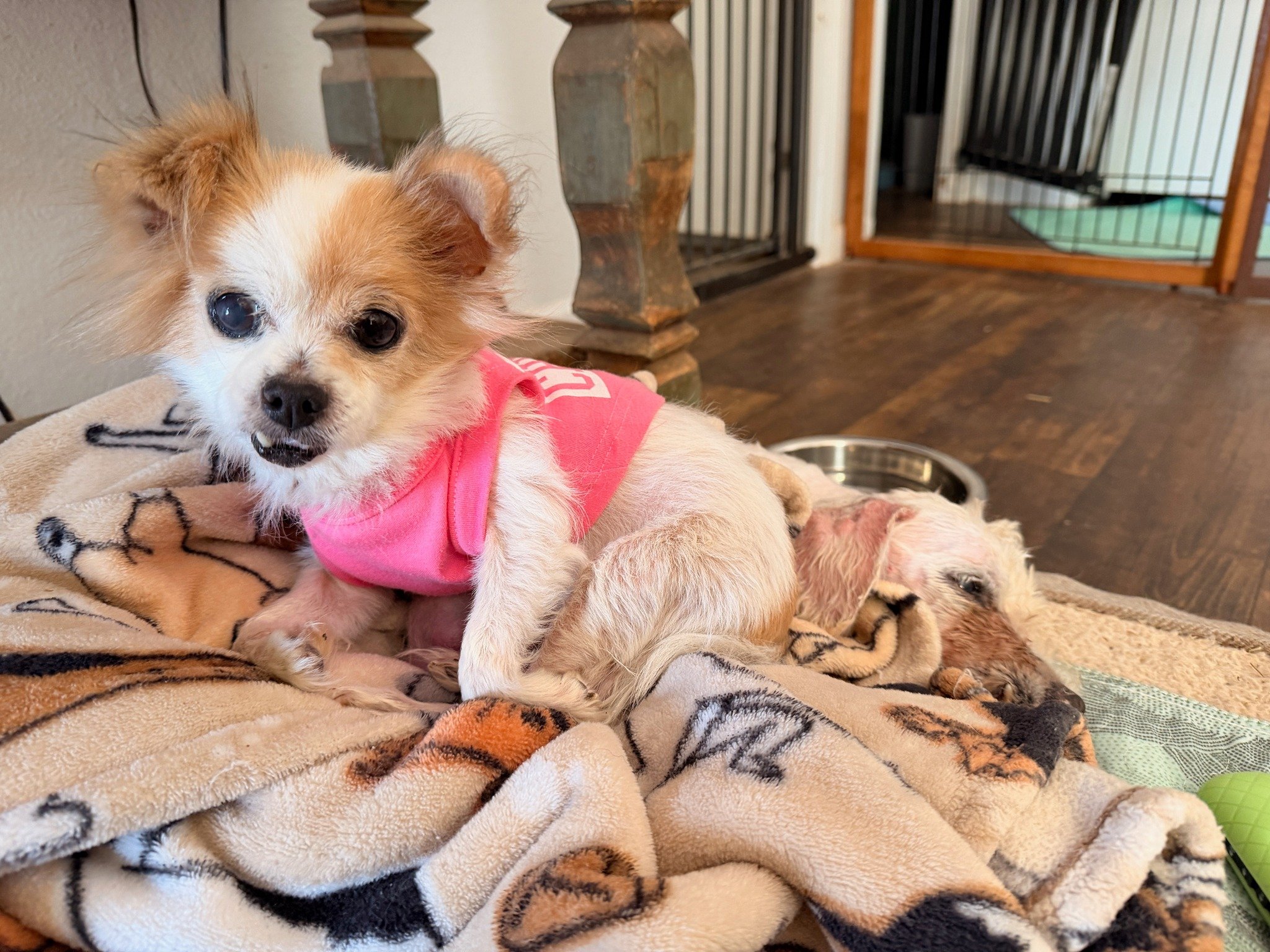 Forty days. That's all we got with these two special girls.We almost always bring dogs into our rescue from PACC, but these two tugged at our hearts and we made an exception. 

We took in Beatrix on Mar 13 from a member of our community who could no 