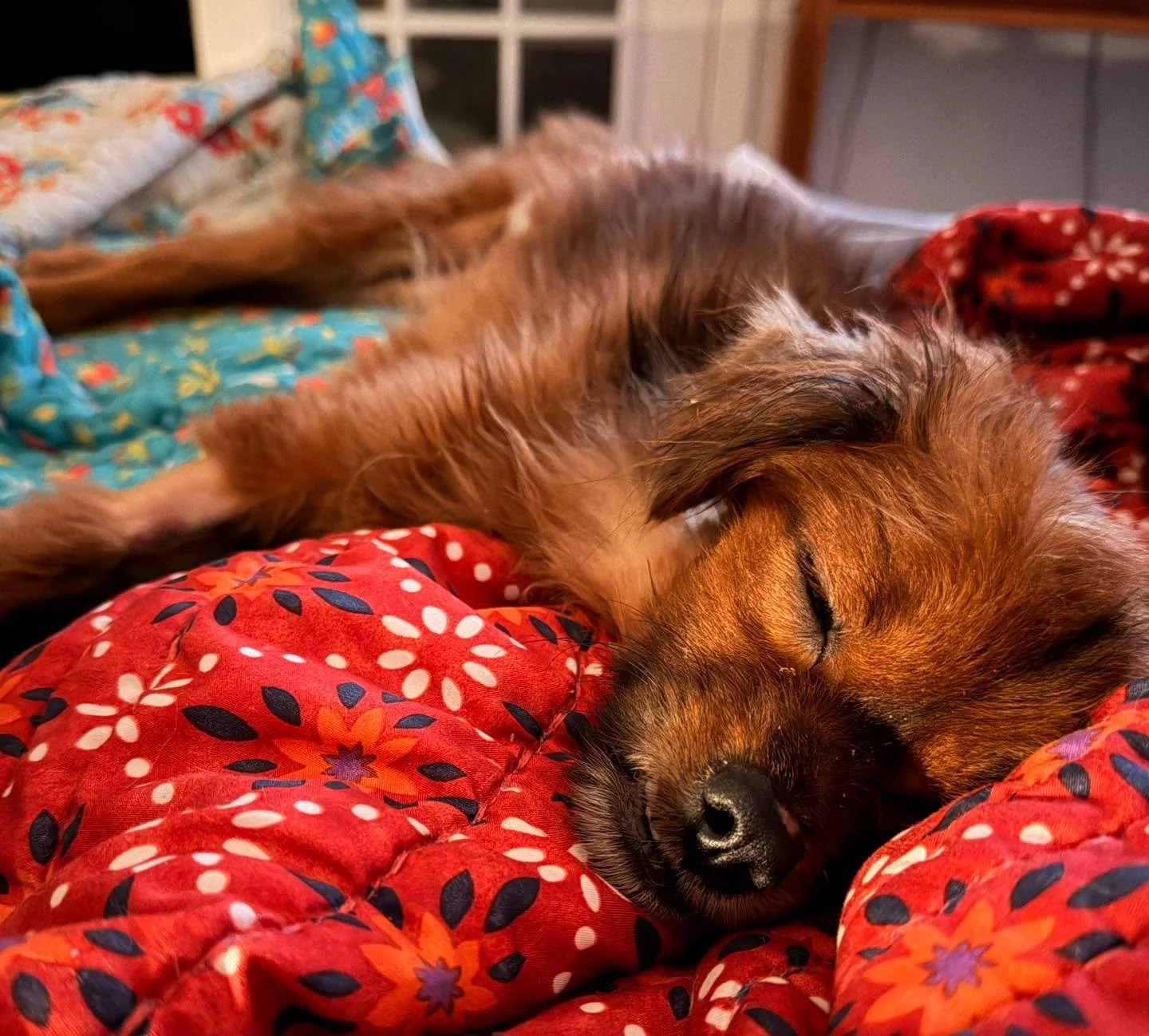 We don&rsquo;t get much time to be sad at Old Souls because there are always more animals who need us.  Our newest resident has already arrived. Stay tuned for an introduction to this sweet boy who has a very advanced case of Valley Fever and a sky h