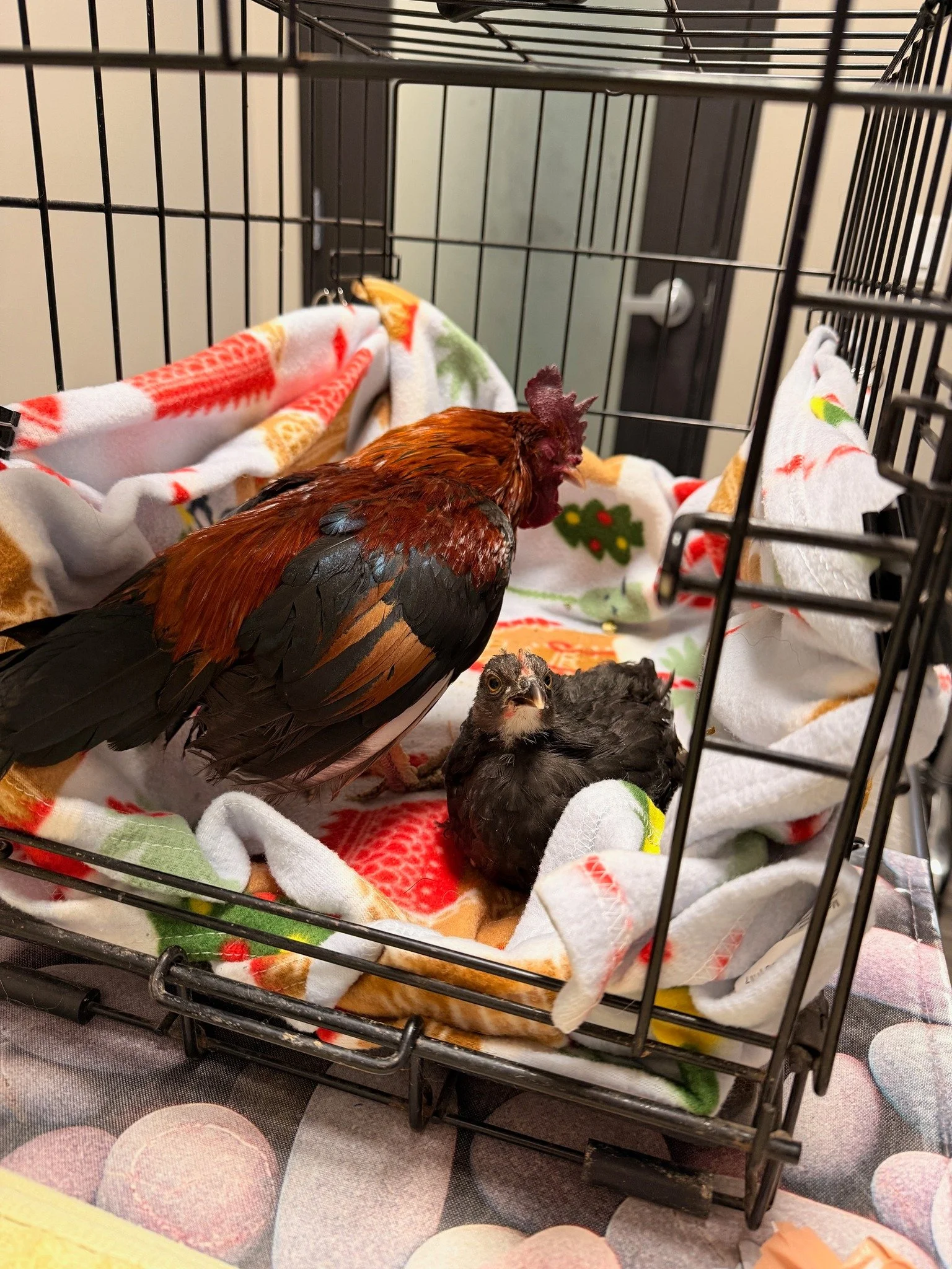 We had quite a day at the vet. Our Bantam rooster Napoleon and our baby chick Esther both needed a visit. Napo suddenly sounded like he had pneumonia, and Esther is still not able to use her legs properly. Luckily Napo just has an upper respiratory i