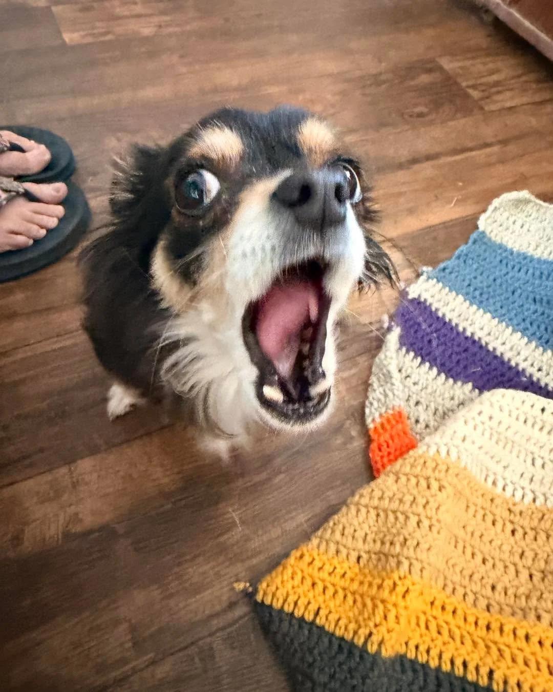 It&rsquo;s pretty clear that based on the responses to my Home Depot post, there are some people who follow Old Souls on socials who just want to see happy pictures and videos of our animals, and they could care less about the people behind the scene