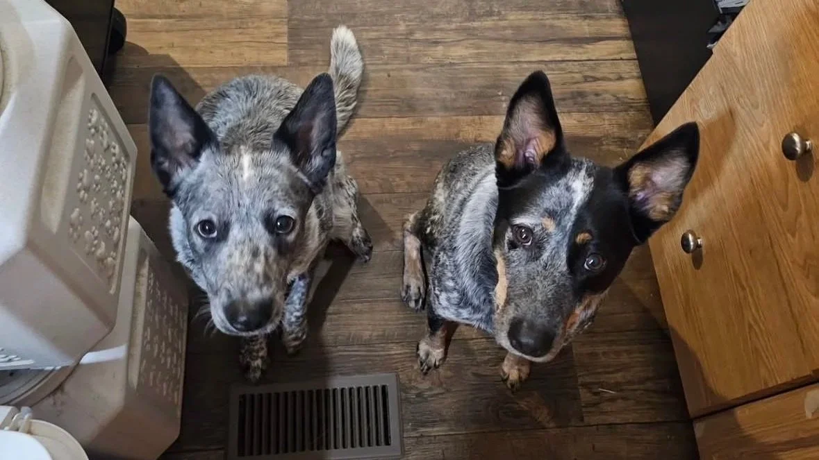 Vinny & Flint