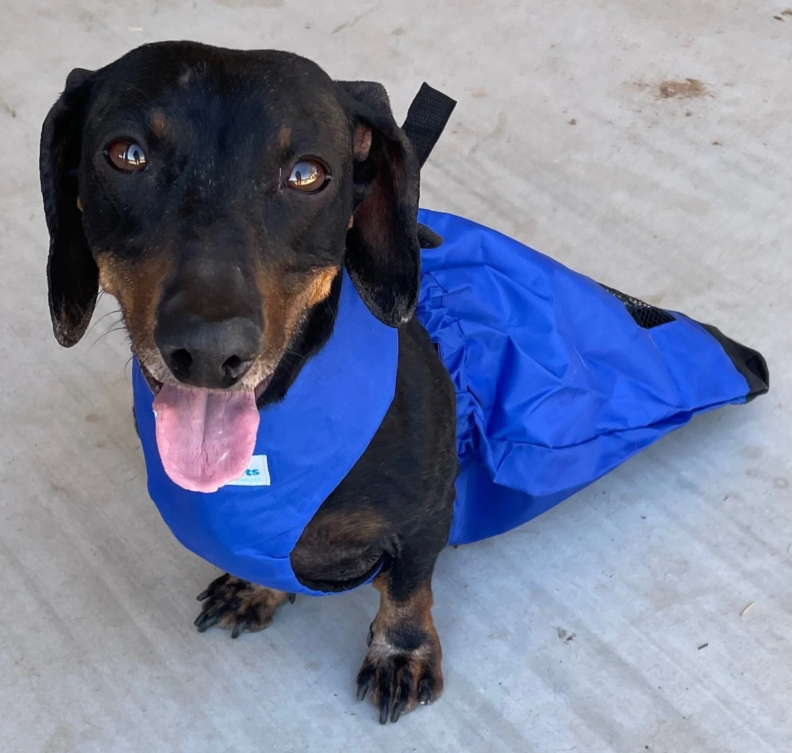 cage- free pet-sitting and boarding senior dogs, special needs dogs, hospice dogs