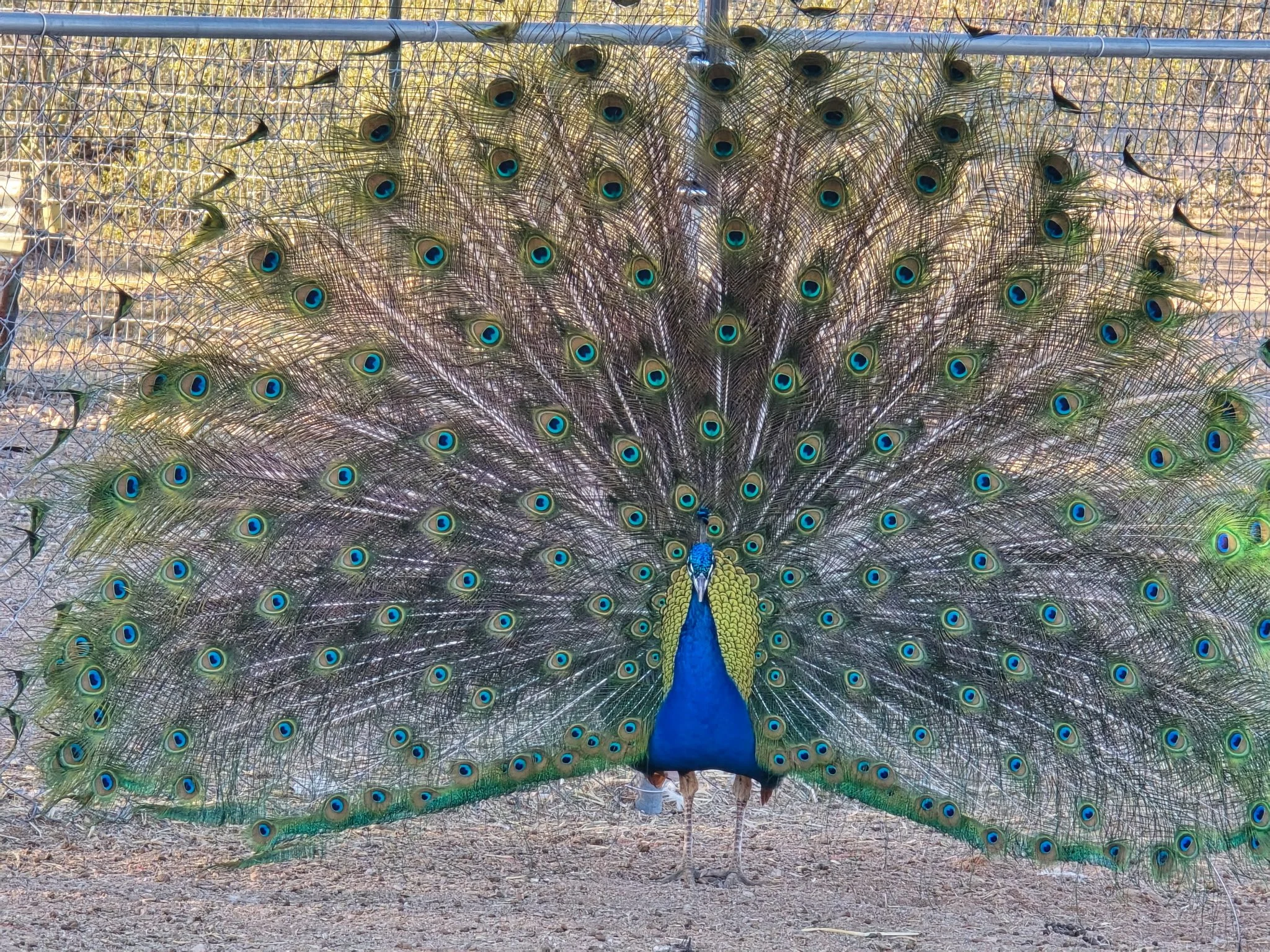 Kevin