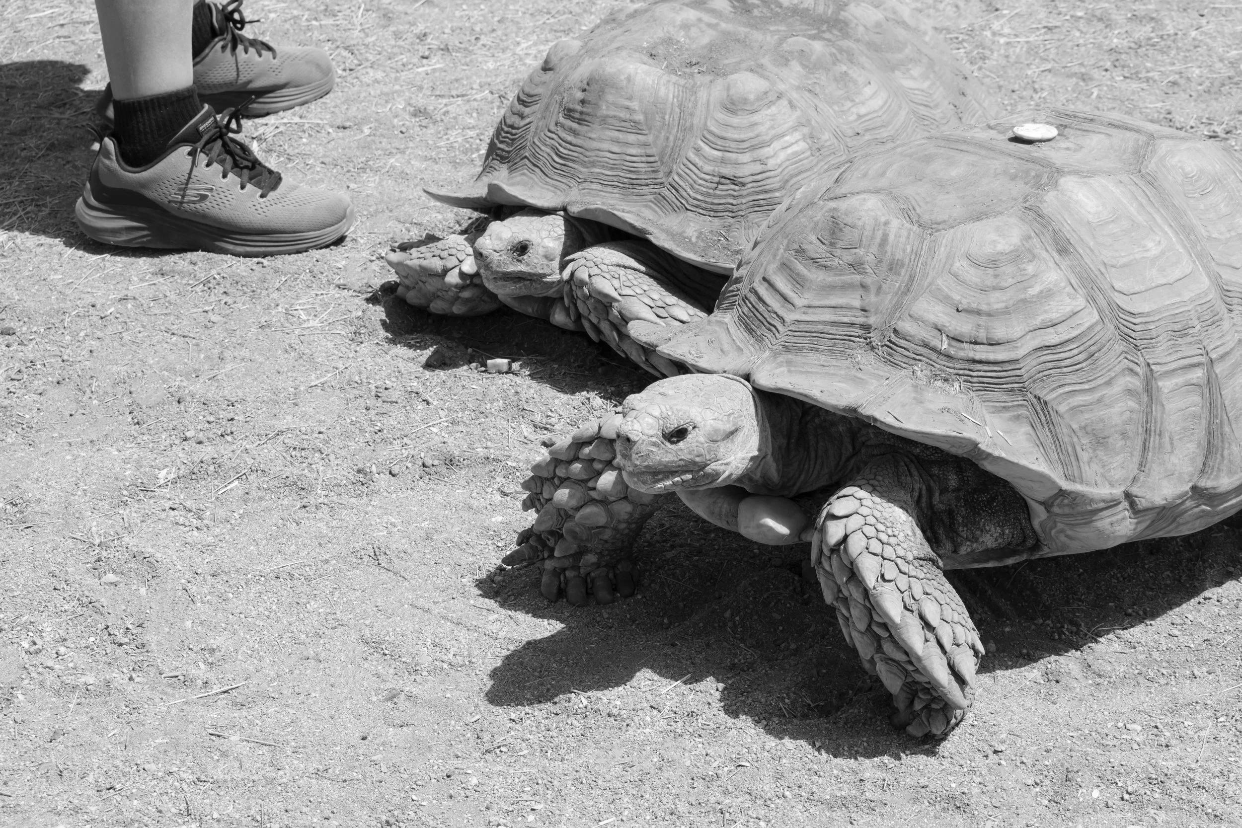 african sulcata tortoise