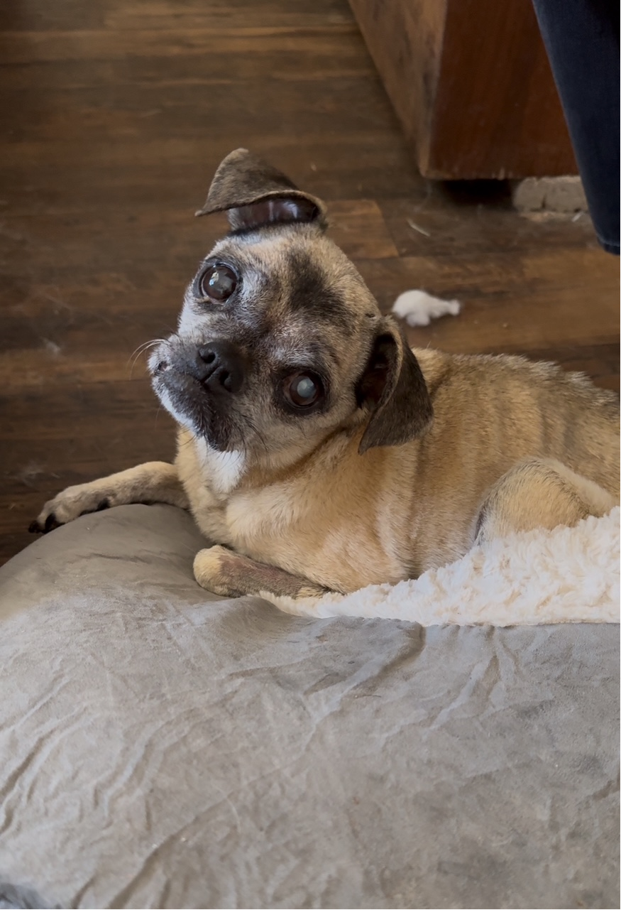 senior rescue, senior pug, diabetic dog