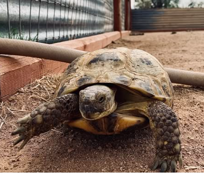 Russian Tortoise