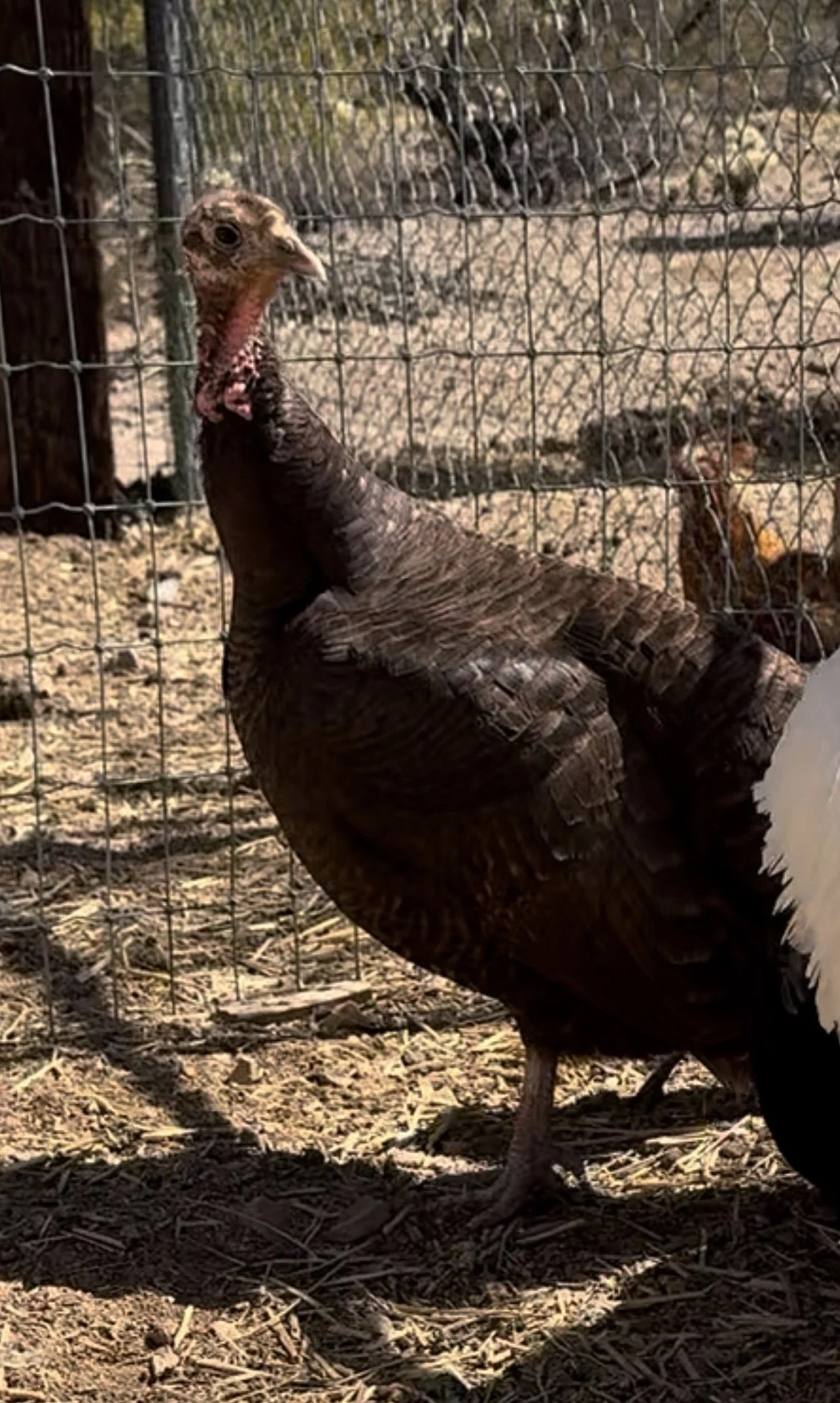 Laverne, Shirley, and Arthur