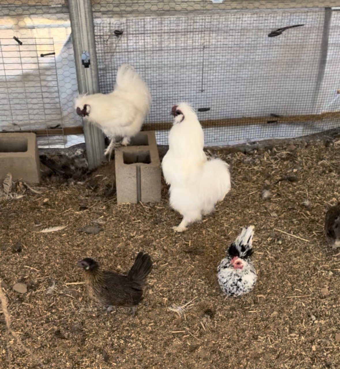 chickens.jpg