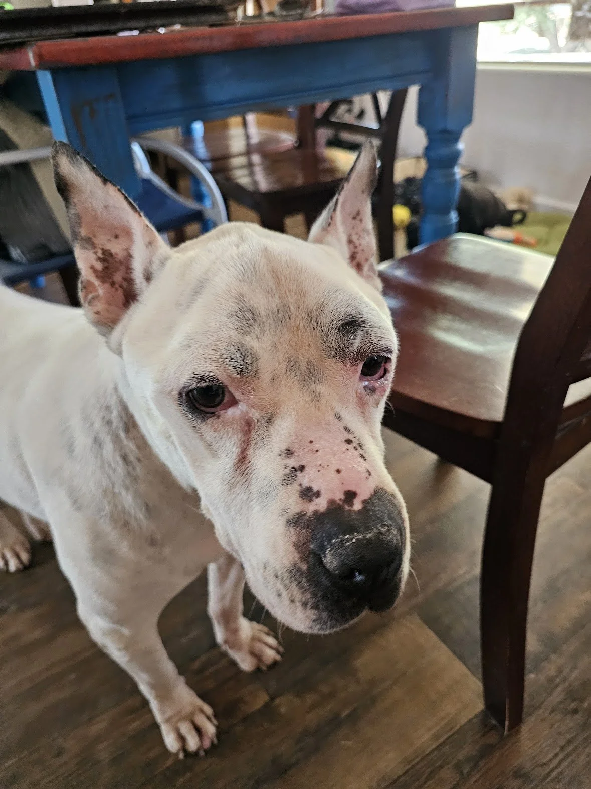 rescue pitbull, senior pitbull