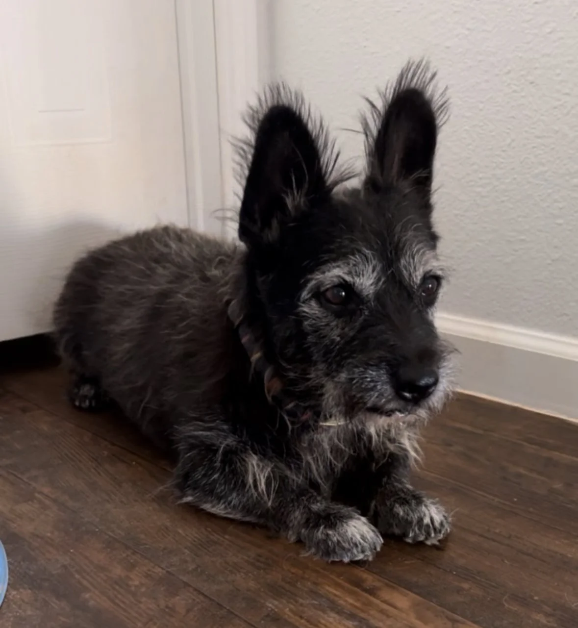 senior rescue dog, homeless dog