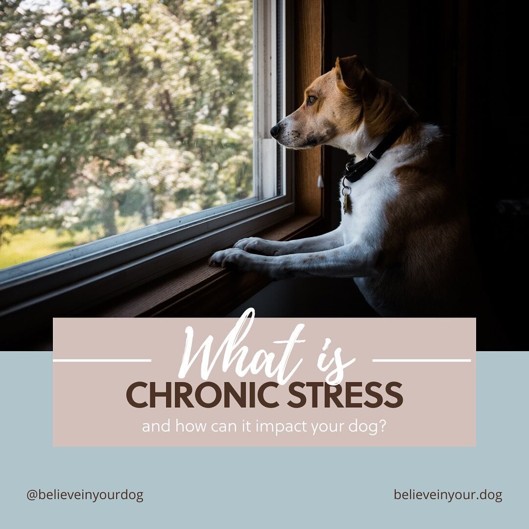 I talk a lot about why not letting dogs 'cry it out' is a critical component of resolving separation anxiety. We discontinue all absences unless we&rsquo;re in a training session. When we do this, the dog can learn that being alone is safe because sh