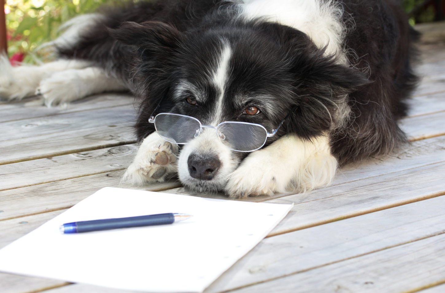 What Do Dogs Think When You Talk To Them