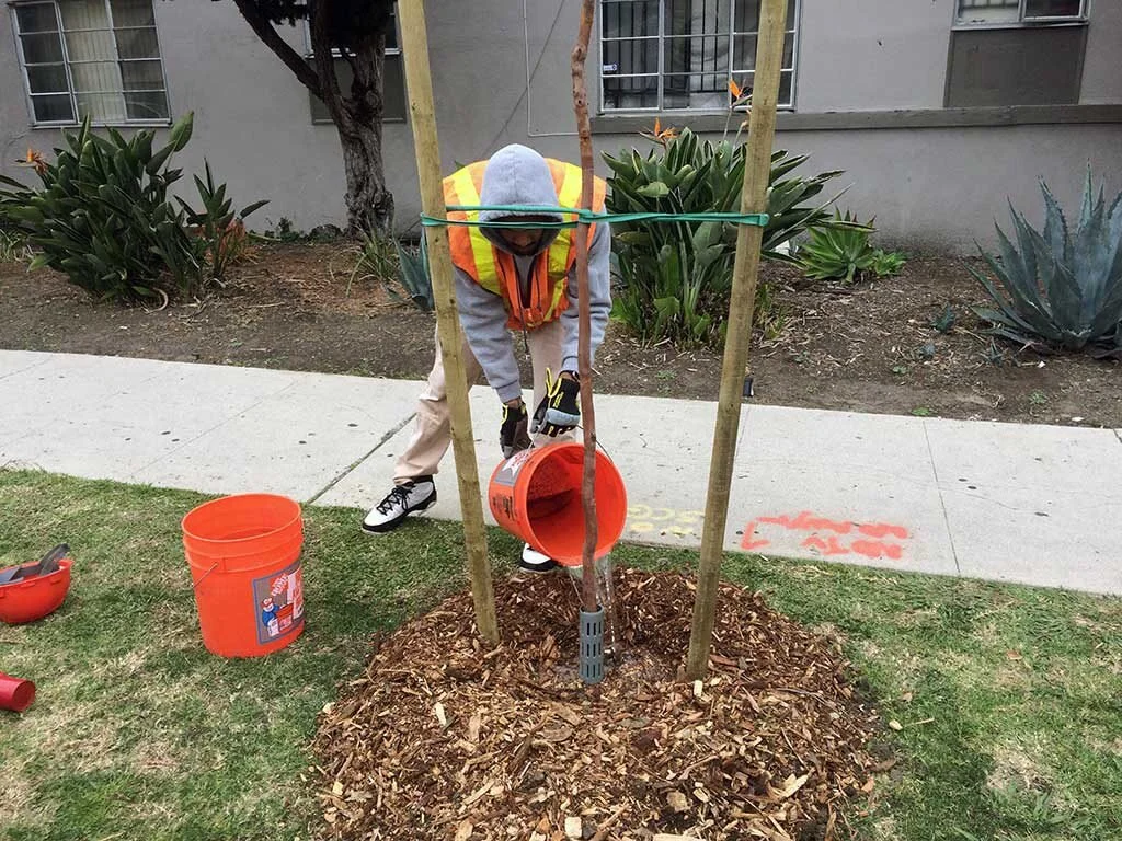 How to Water a Tree — North East Trees