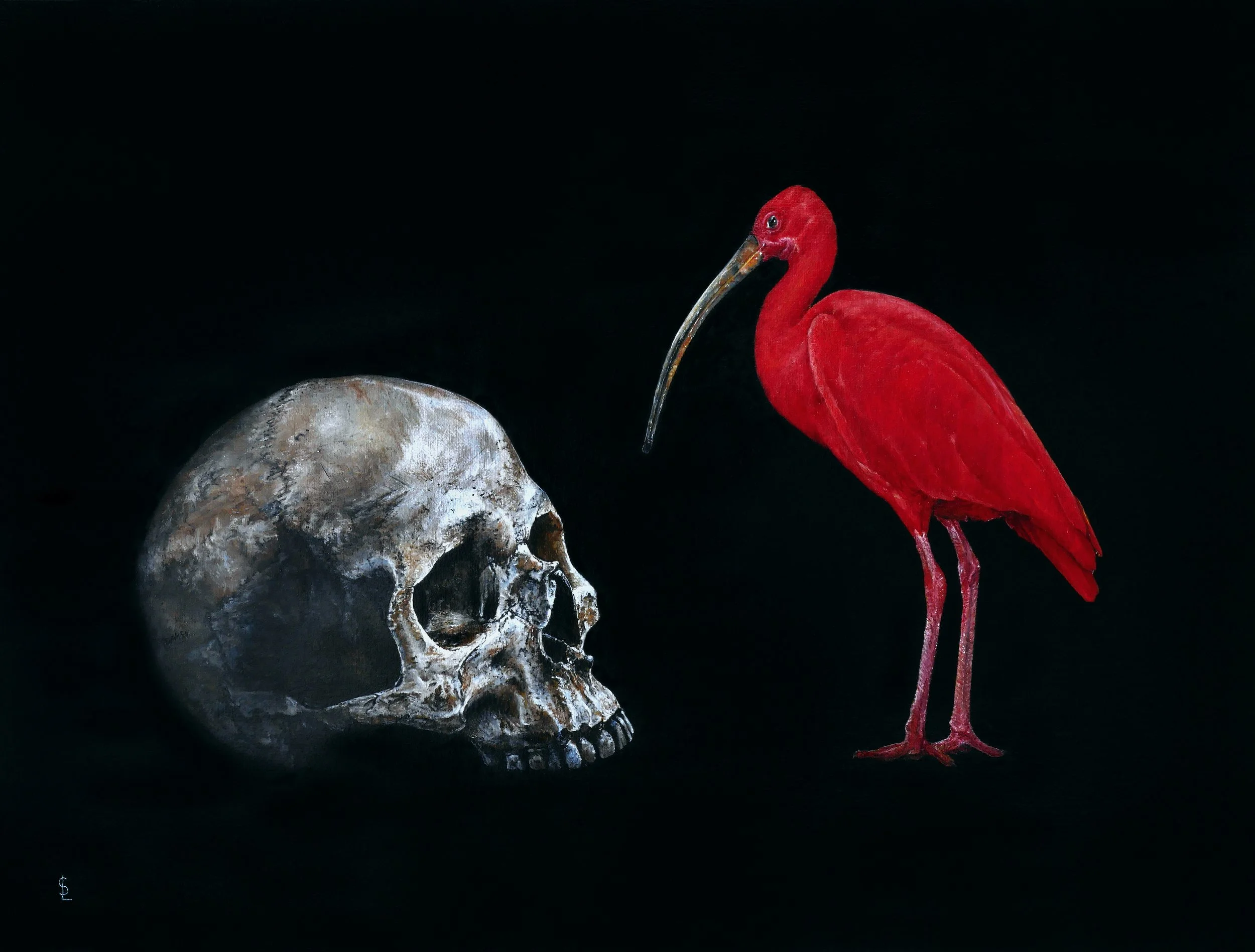 SAILEV Eudocimus ruber 9MB.jpg