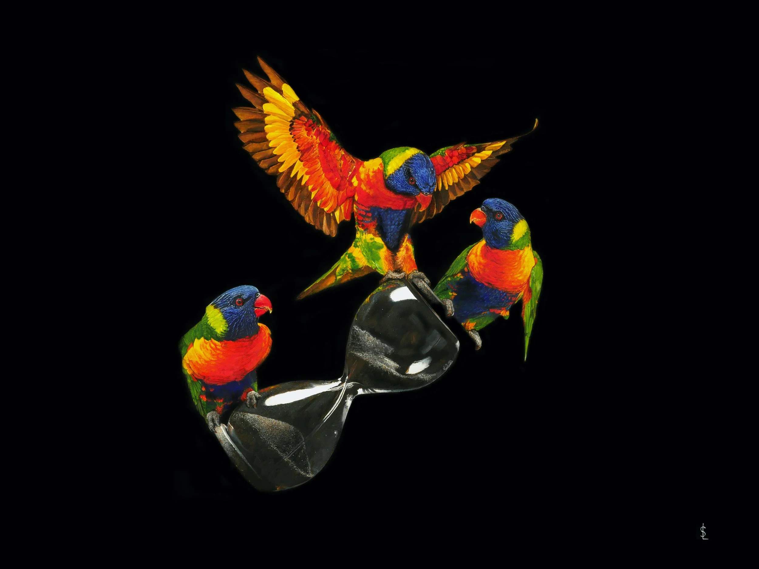 SAILEV Trichoglossus moluccanus - lorikeet 5MB.jpg