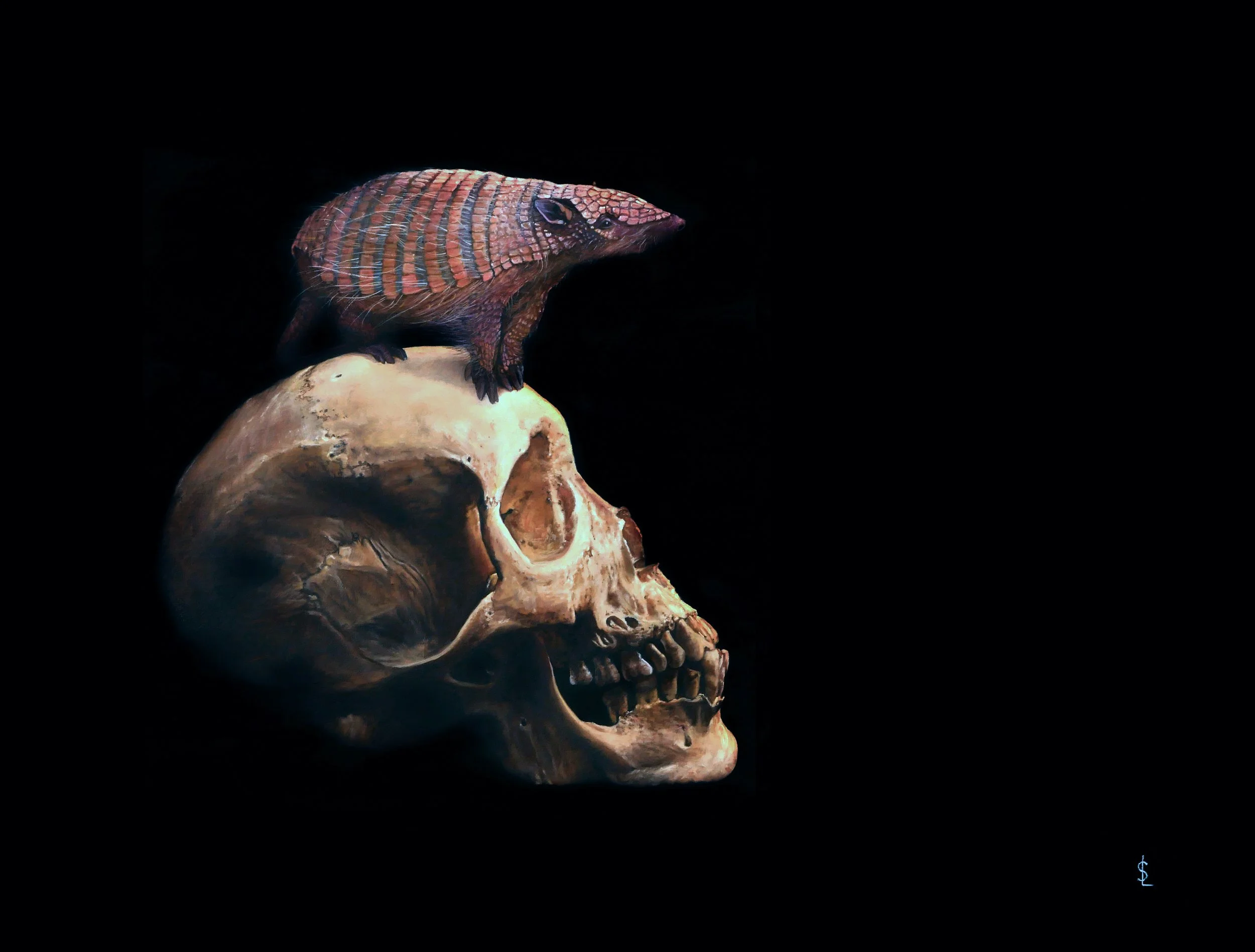 SAILEV Euphractus sexcinctus 5MB.jpg