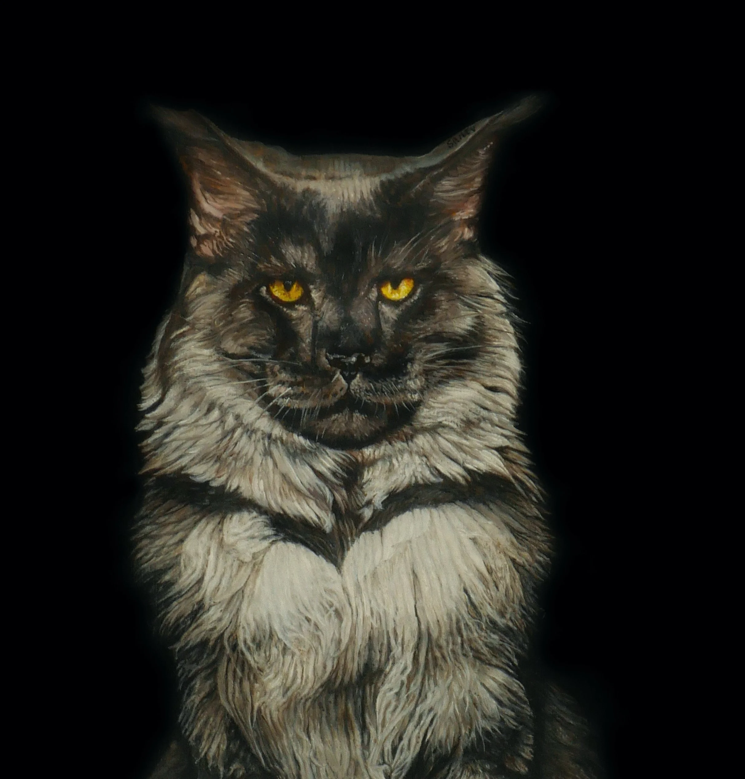 Felis catus Maine coon detail1.jpg