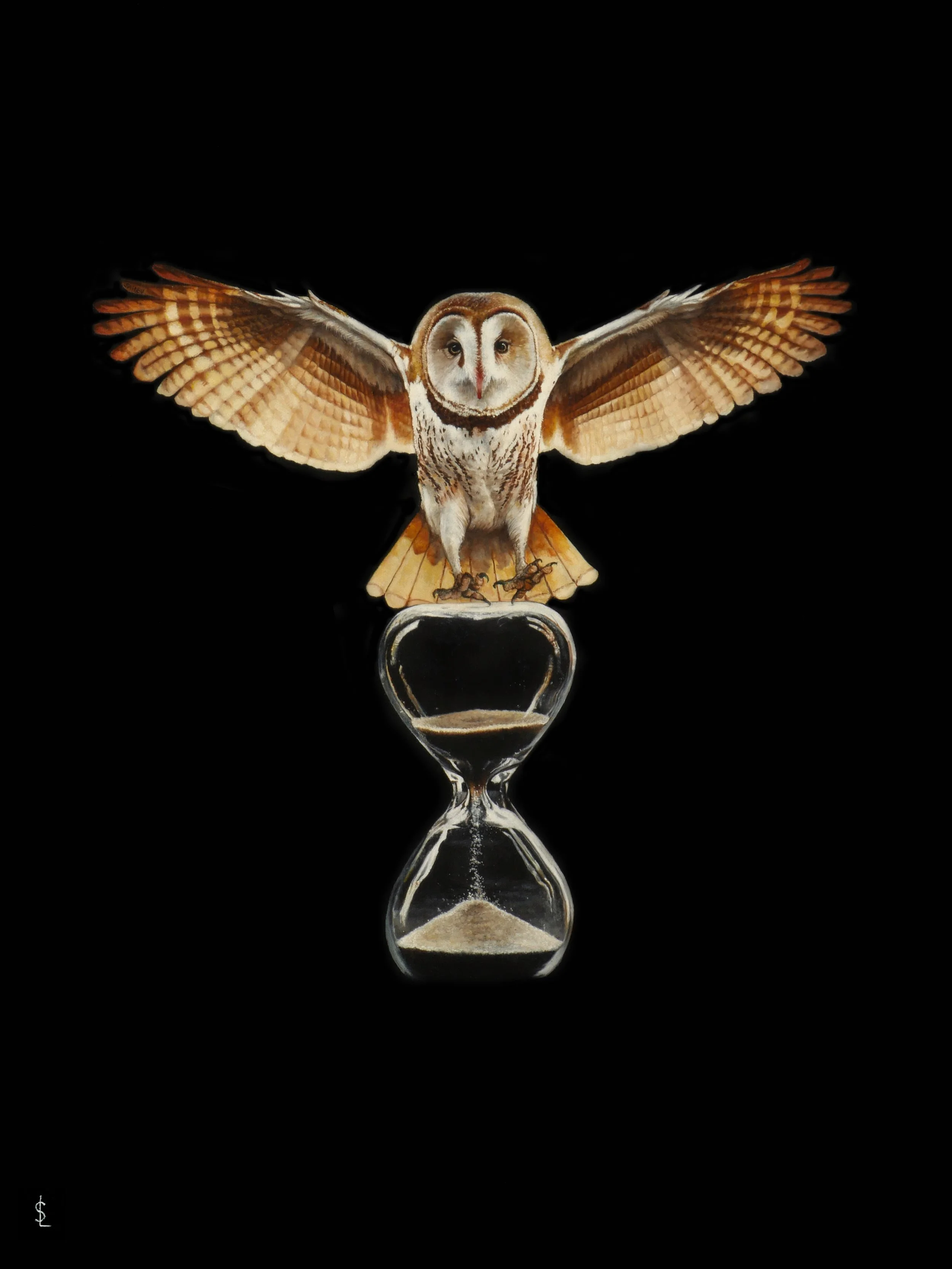 SAILEV Tyto alba 2024 9MB.jpg